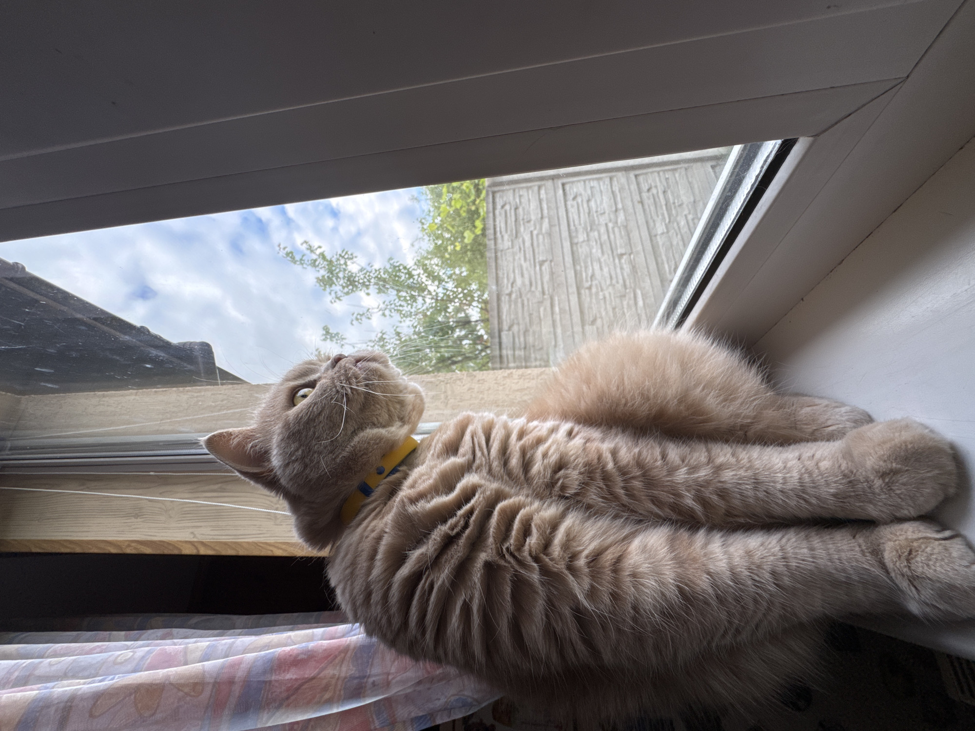 A fluffy, light-brown cat with a yellow collar sits on a white windowsill, looking out of a window. The cat is positioned to the left of the frame, with its body facing the window and its head turned to the right, observing something outside. The window offers a view of a cloudy sky with patches of blue, green trees, and a grey, textured fence. To the left of the cat, a patterned curtain hangs, partially obscuring a dark background. The cat's fur appears thick and soft, and its paws are tucked neatly beneath its body. The scene suggests a domestic setting, likely a home with a view of a garden or yard.