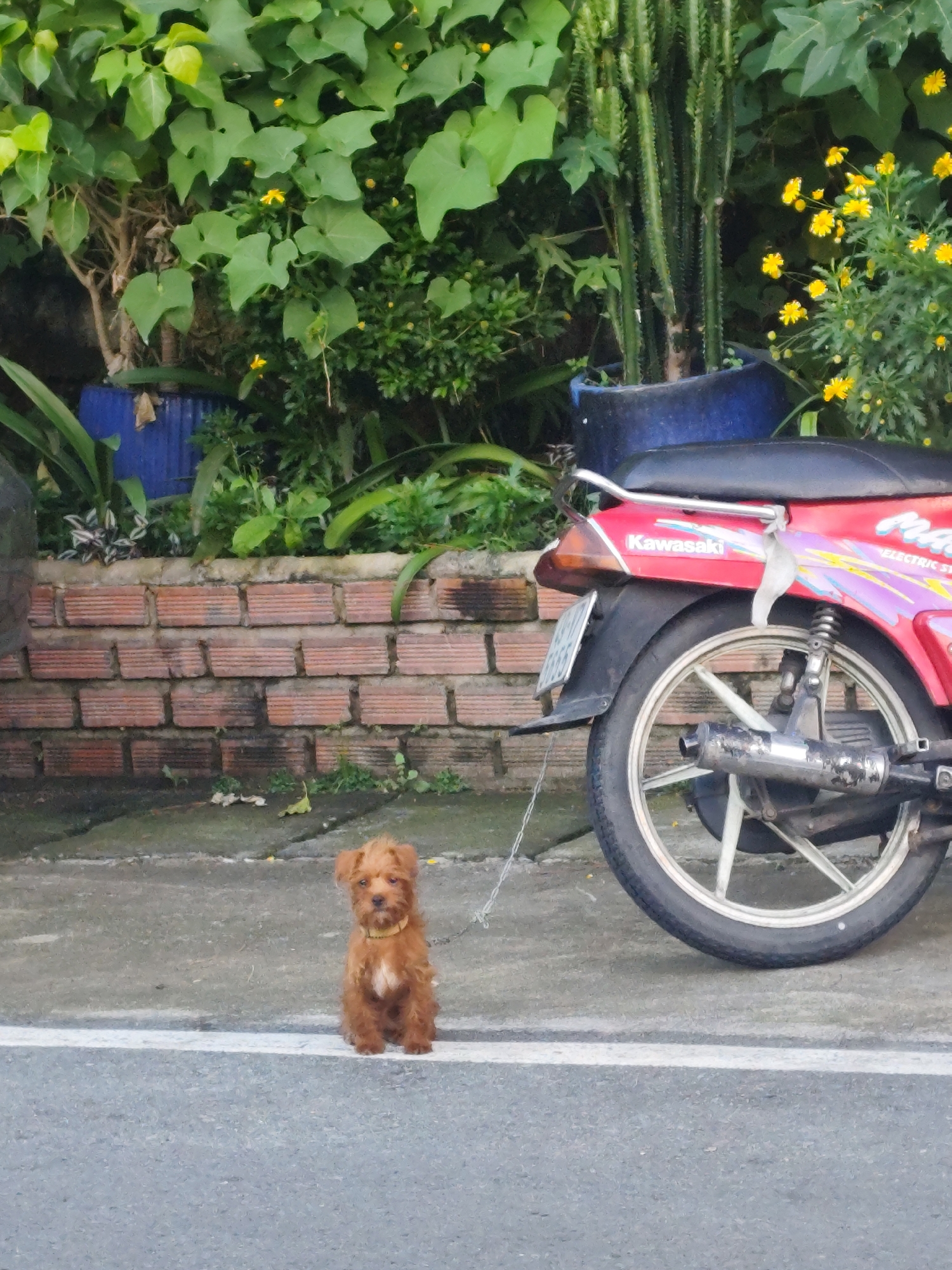 A small, fluffy, light brown dog with a yellow collar sits on the edge of a paved road in Da Lat, Vietnam, facing forward. Behind the dog, a red and white motorcycle is parked, its rear wheel visible. A thin white chain connects the dog to the motorcycle. The background features a low brick wall, lush green foliage with yellow flowers, and tall cacti in a blue pot. The scene appears to be on a street in the city.