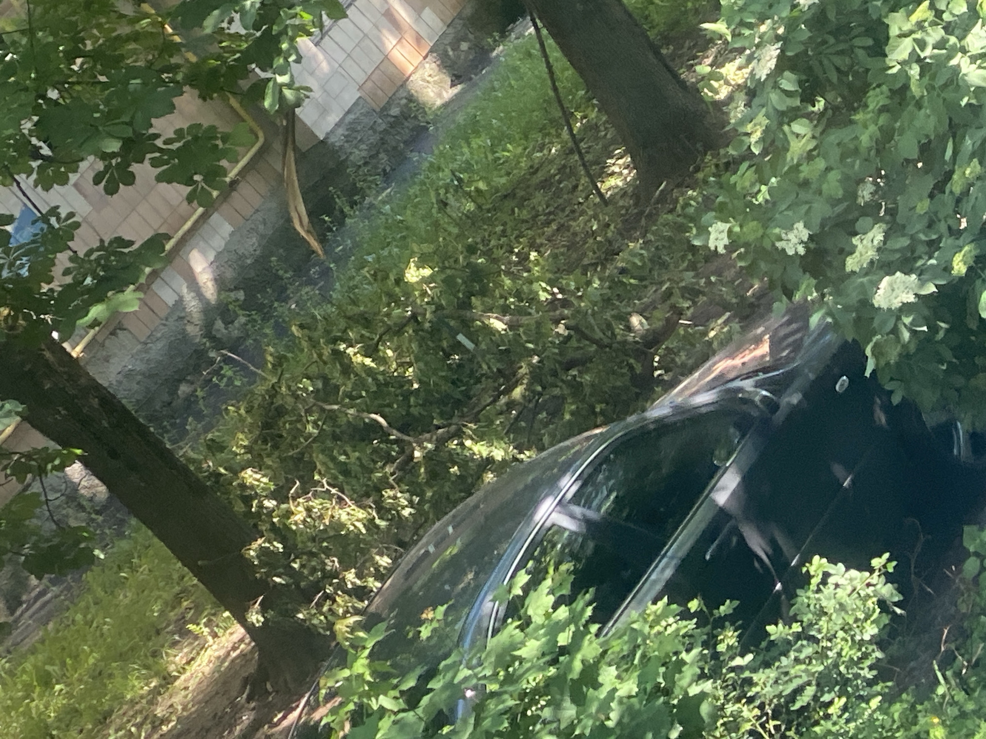 The image shows a partially obscured black car parked on a grassy area near trees and foliage. Debris, likely branches and leaves, is scattered around the car and on the ground. In the background, there is a building with light-colored walls and possibly tiled roofing. The location is Poltava, Ukraine.