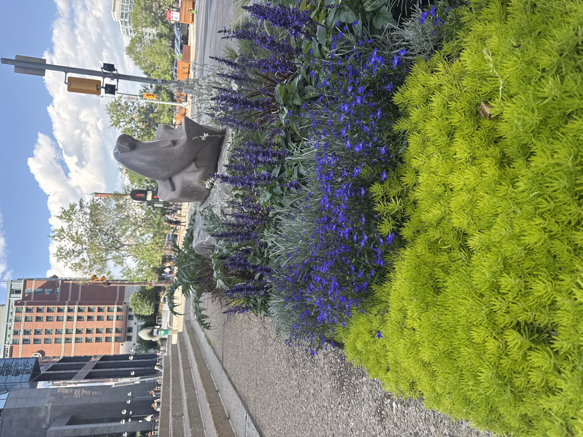 This image depicts an outdoor scene in downtown Calgary, Canada, with a focus on a landscaped garden bed. In the foreground, a vibrant green ground cover plant is densely packed, creating a bright, almost neon, carpet. Behind this, a layer of small blue flowers, possibly lobelia, adds a contrasting splash of color. Further back, taller spikes of purple flowers, likely salvia, rise above the blue blooms. The garden bed is situated next to a textured concrete sidewalk.
In the mid-ground, a grey stone sculpture resembling a seal or sea lion is positioned on a large rock. The sculpture faces towards the right of the frame. Behind the sculpture, a traffic signal with yellow and red lights is visible.
The background reveals urban architecture, including a modern grey building on the left with large windows and a multi-story brick building with numerous windows on the right. Trees with green foliage are scattered throughout the scene. The sky is bright blue with scattered white clouds, indicating a sunny day. Several pedestrians are visible in the distance walking on the sidewalk and crossing the street. The presence of traffic lights and the urban setting confirm the location as a city environment.