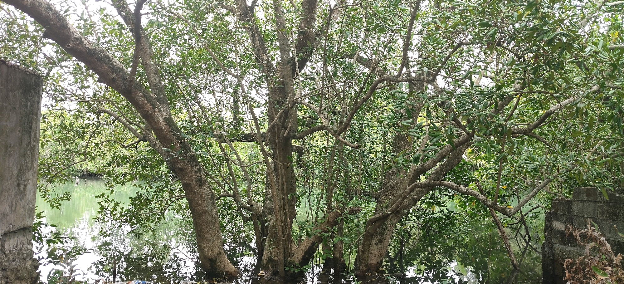 The image depicts a natural scene featuring a cluster of trees with thick, gnarled trunks and numerous branches, extending over a body of water. The foliage is dense and green, creating a lush canopy. The water's surface reflects the surrounding greenery and the sky, with visible ripples. To the left, a portion of a weathered concrete structure, possibly a wall or pillar, is visible, showing signs of age and possibly neglect. To the right, another similar concrete structure is present, partially obscured by the trees and dry, brown plant material. The overall environment suggests a tranquil, possibly swampy or riverside setting within the city of Calbayog, Philippines, characterized by its abundant vegetation and the presence of man-made elements integrated into the natural landscape. There are no people or animals visible in the image.