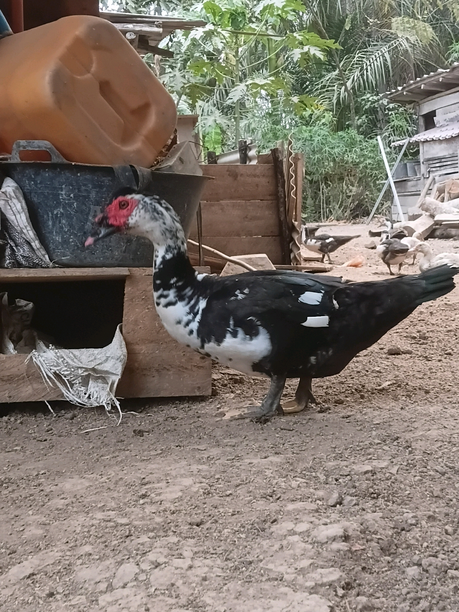 In Margo Rukun, Indonesia, an outdoor scene depicts a Muscovy duck with black and white plumage and a red caruncle face standing on a dirt ground. The duck is positioned to the right of a wooden structure with an opening at the bottom, where some white material is visible. Behind the duck, a larger black bucket and a part of an orange container are seen. In the background, there is dense foliage and a rustic wooden building. Further back, several other ducks, including ducklings, are scattered across the ground, with one duck facing the viewer. The environment appears to be a rural or backyard setting.