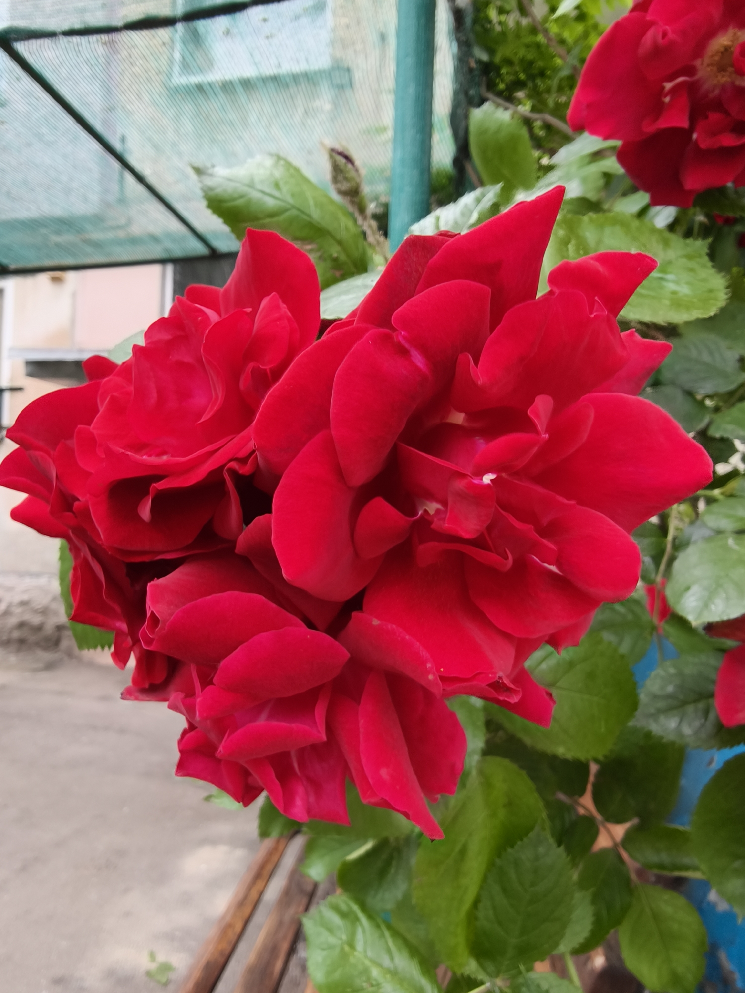 This image provides a close-up perspective of multiple red roses within an outdoor setting in Kryvyi Rih, Ukraine. The central focus is a dense cluster of fully opened, deep red roses, characterized by numerous, layered, and ruffled petals that exhibit variations in hue from bright red to darker crimson due to light and shadow.
In the upper left portion of the background, a light green, finely woven mesh structure, possibly a shading net or canopy, is visible, supported by a dark, rigid diagonal element. Beyond this structure, a blurred, light-toned building or architectural element is discernable. The ground beneath the roses and to the left appears to be a light gray, textured surface, possibly concrete or paved, with subtle variations. A horizontal wooden element, resembling part of a bench or raised garden bed, is situated in the lower-center portion of the frame.
To the right of the main rose cluster, a partially visible, out-of-focus red rose bloom is present alongside abundant green foliage, indicative of a rose bush or surrounding vegetation. A small, purplish-green rosebud is visible near the top-right, just above the primary floral arrangement. A vertical, dark teal-colored post or pipe is partially visible on the far right, amidst the green leaves. The scene depicts a cultivated outdoor area, likely an urban garden or courtyard. No individuals are present.
