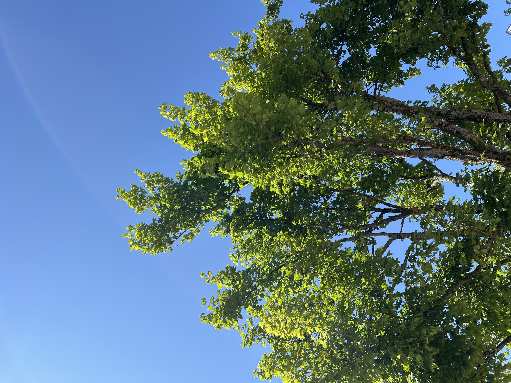 A low-angle shot captures the canopy of a mature tree against a vibrant, clear blue sky. The tree's branches, some thick and gnarled, spread outwards, adorned with abundant, bright green leaves. Sunlight filters through the foliage, highlighting the different shades of green and creating a dappled effect. In the upper portion of the sky, a faint, subtle rainbow arc is visible. The image does not contain any people or discernible city landmarks that would specifically place it in Donegal, Ireland.