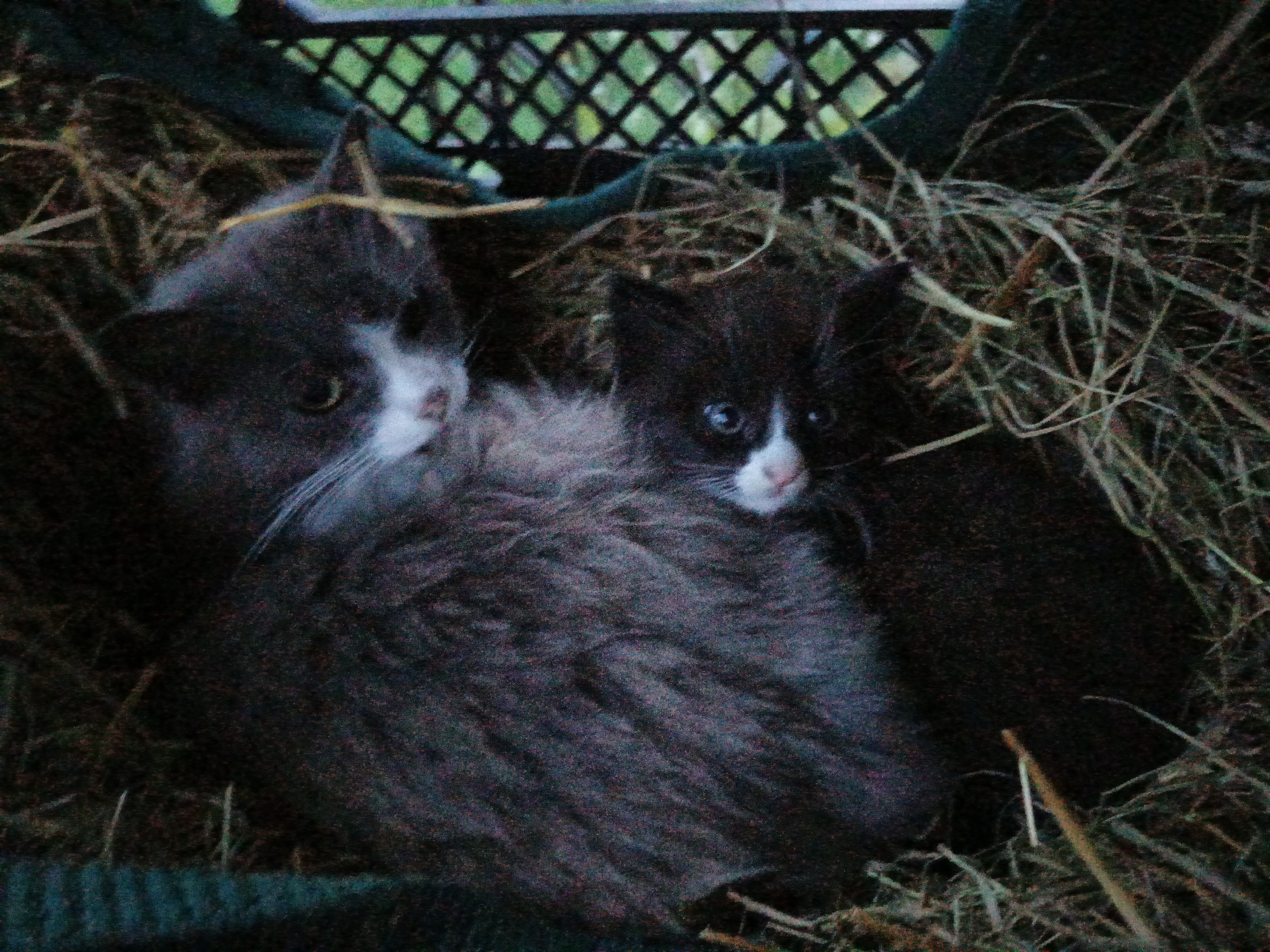 Two kittens are nestled in a bed of hay inside a dark-colored crate. One kitten is gray with a white patch on its face and chest, while the other is black with a white patch on its face. The location is Лосева, Belarus. The grid pattern of the crate's top is visible.