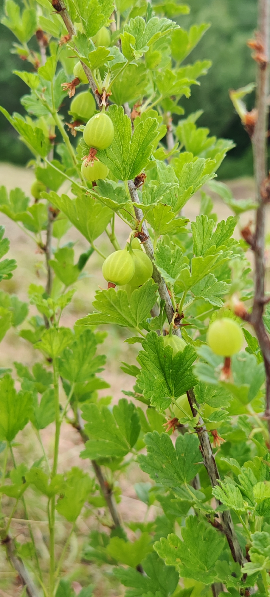 A close-up, vertical shot focuses on a gooseberry bush with developing green berries. The bush has light brown branches and numerous green leaves with serrated edges. Several small, round, light green berries are visible, some clustered together, others singular. A few tiny brown flower remnants are attached to the berries. The background is softly blurred, showing more green foliage and a pale, earthy tone, suggesting an outdoor, natural setting. The image appears to be taken in a garden or field in Altayskoye, Russia.