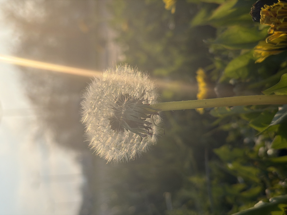 The image displays a single dandelion seed head (pappus), illuminated by strong backlighting, centered slightly to the left in the frame within a grassy field in Toul, France. The dandelion's stem is light green, and its white, spherical seed head is translucent, highlighting individual achenes and their feathery parachutes. Remnants of a withered flower base are visible beneath the seed head. The sun, positioned above and to the right, creates a prominent vertical lens flare extending through the upper right quadrant and casting a warm, golden glow across the entire scene. The foreground and background consist of out-of-focus green foliage, with several yellow dandelion flowers visible, particularly in the lower right and mid-right. Distant, blurred trees or structures are discernible against a hazy, bright sky in the upper background. There are no individuals, explicit actions, or direct interactions depicted.