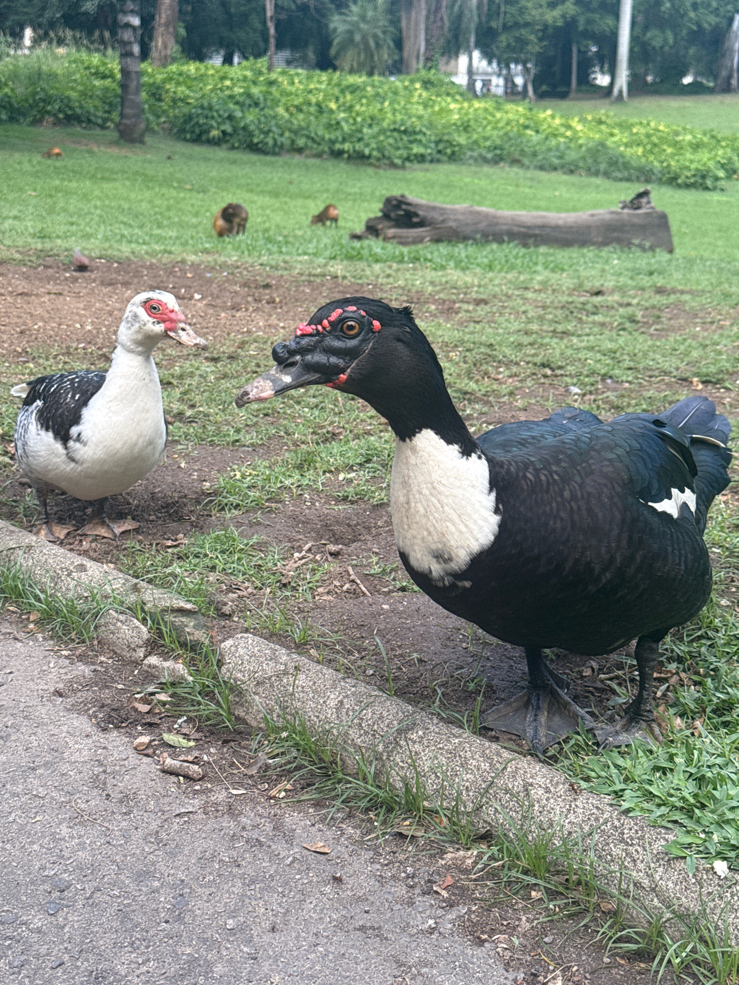 The image captures two Muscovy ducks in a park setting. The duck on the left is predominantly white with black markings on its wings and back. It has a red warty caruncle around its eyes and beak. The duck on the right is mostly black with a white chest and some white markings on its wings. It also exhibits the characteristic red caruncles around its eyes and beak. They are standing on a patch of grass next to a paved pathway and a concrete curb. In the background, there is lush green vegetation, trees, and a fallen log. There are also some smaller animals, possibly capybaras, visible in the background grass. The environment suggests a zoo or a wildlife park within the city of Rio de Janeiro, Brazil.