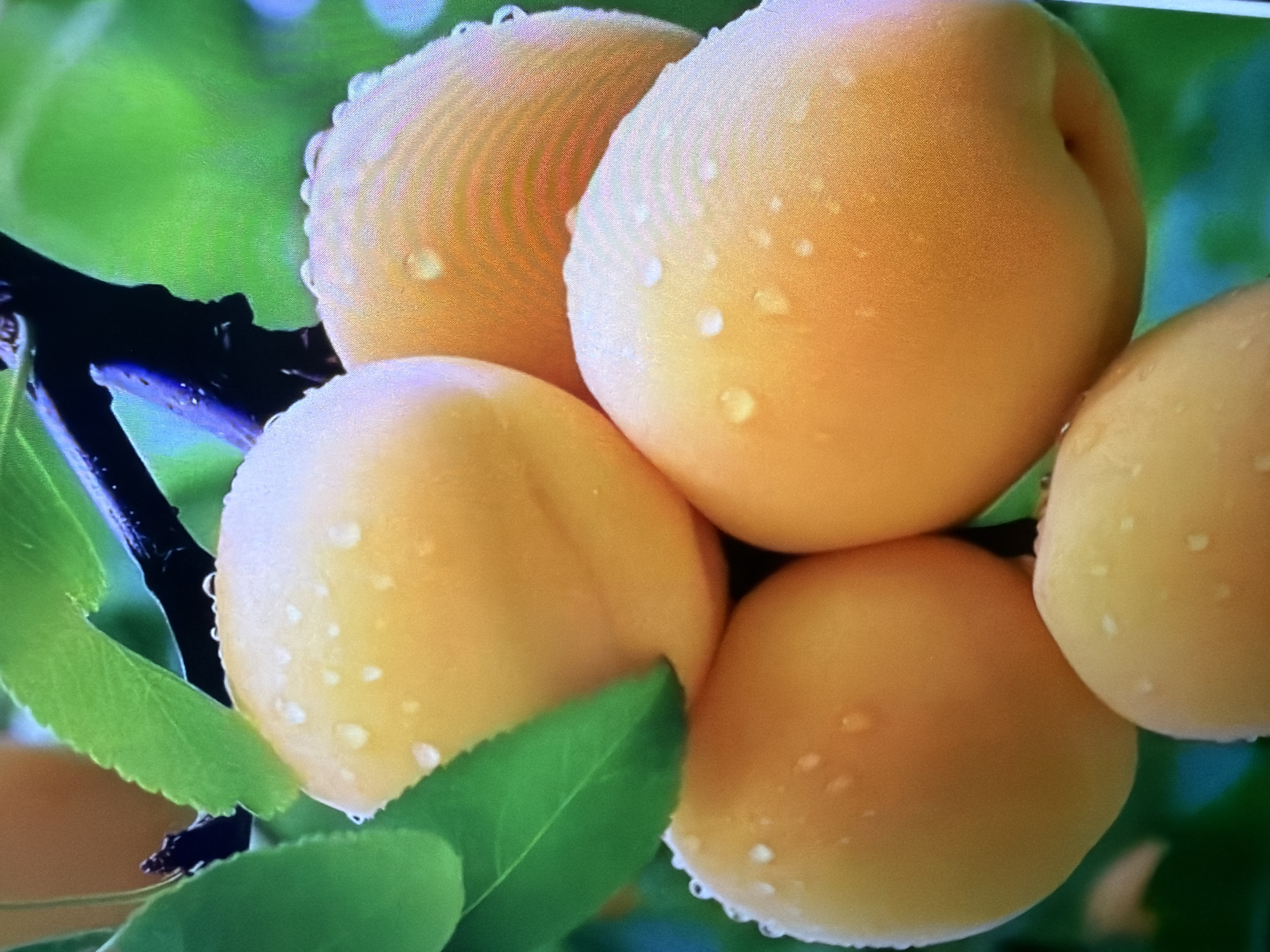 A close-up, low-angle shot showcases a cluster of ripe apricots on a branch, glistening with dew drops. The apricots are a vibrant orange-yellow hue and appear plump and ready for harvest. Green leaves and a dark tree branch frame the fruit, with a soft green background suggesting an orchard or garden setting. The lighting is bright and natural, highlighting the texture and shine of the apricots and water droplets. The image is of an unknown location in Unknown, Unknown.