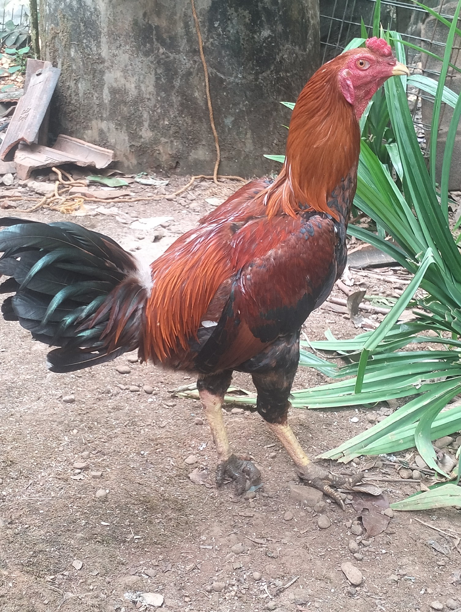 A single rooster stands on the dirt ground, facing to the right. The rooster has a reddish-brown neck and body, with black and green tail feathers. Its legs are yellow. In the background, there is a concrete wall, some broken tiles, and green plants. The scene appears to be outdoors in a rural or backyard setting. There are no people or any discernible actions or interactions captured in the image. The location is identified as Kaligarang, Indonesia.