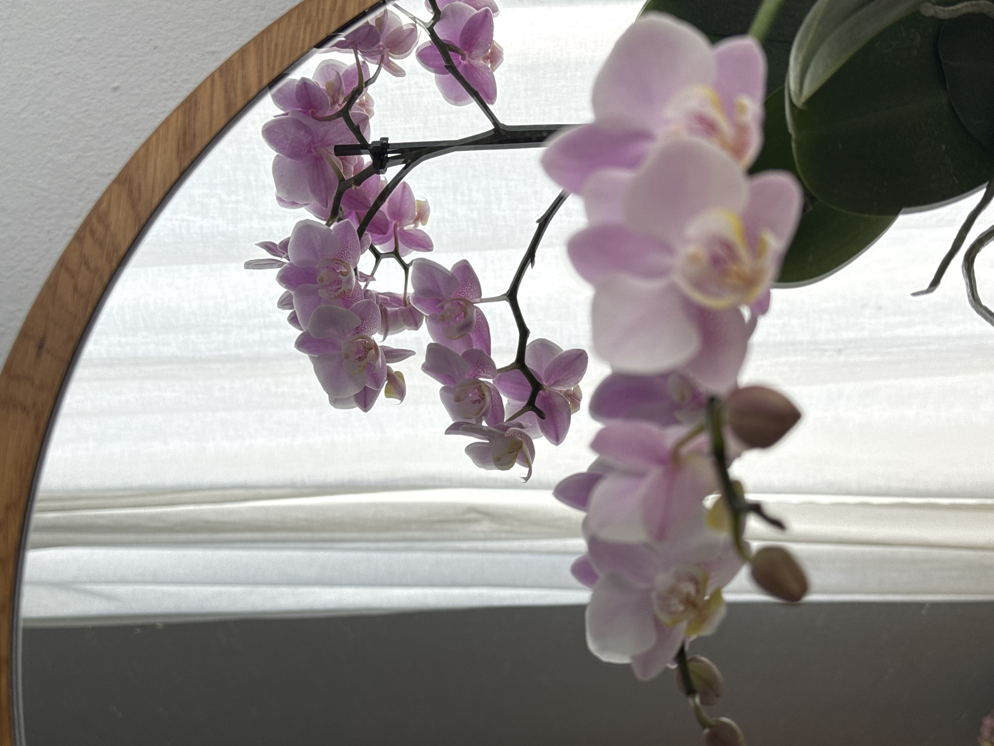 A close-up, slightly angled indoor shot features a cluster of pink orchids with some buds. The orchids are reflected in a round, wooden-framed mirror positioned at the top right of the frame. The background consists of sheer white curtains. The lighting appears to be natural, coming from the side, casting soft shadows and highlighting the delicate details of the flowers. The overall mood is serene and natural. The image does not contain any information about Wettstetten, Germany.