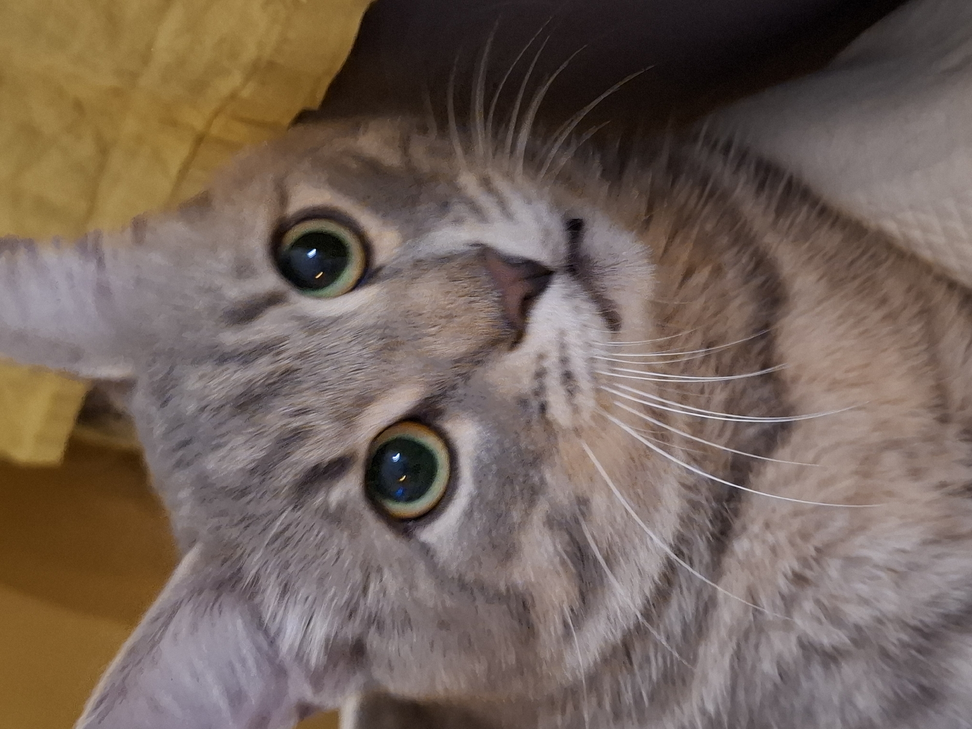 A close-up shot features the face of a grey tabby cat with bright green eyes and distinct black stripes on its fur. The cat's nose is pink, and its whiskers are prominent and white. The background is a soft yellow, possibly a fabric texture. The image is a detailed portrait of the feline, emphasizing its facial features. The provided crops offer zoomed-in views of the cat's ears, eyes, nose, and whiskers. There is no discernible connection to Zemun Urban Municipality, Serbia, in the image content.