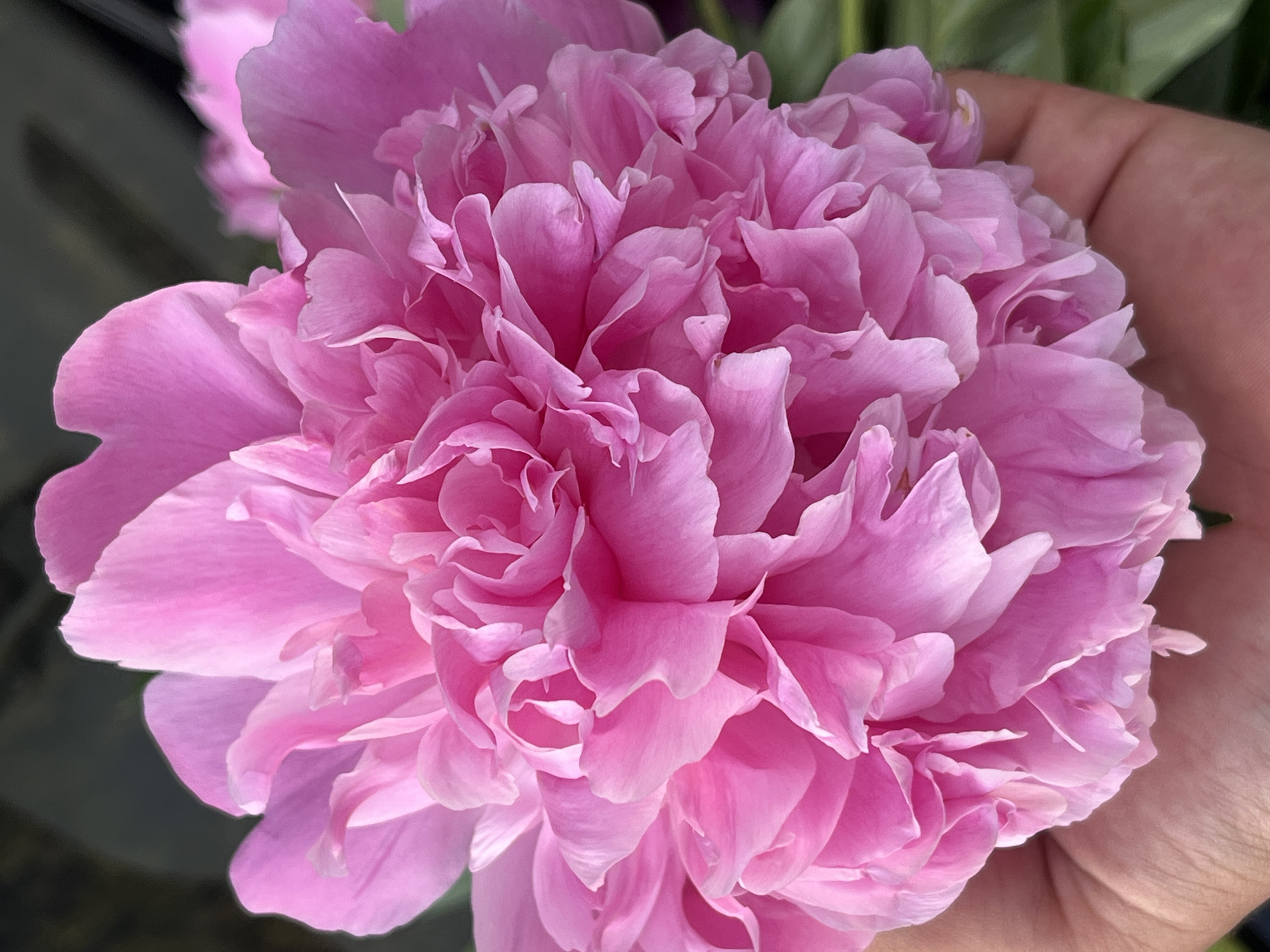 A close-up, eye-level shot shows a large, fully bloomed pink peony held in a person's hand. The flower is lush and full with many ruffled petals. The hand is positioned at the bottom left of the frame, cupping the flower. The background is softly blurred, with dark green foliage and a hint of a dark, muted color. The lighting is natural and bright, highlighting the delicate texture of the petals. The scene appears to be outdoors in a garden setting.