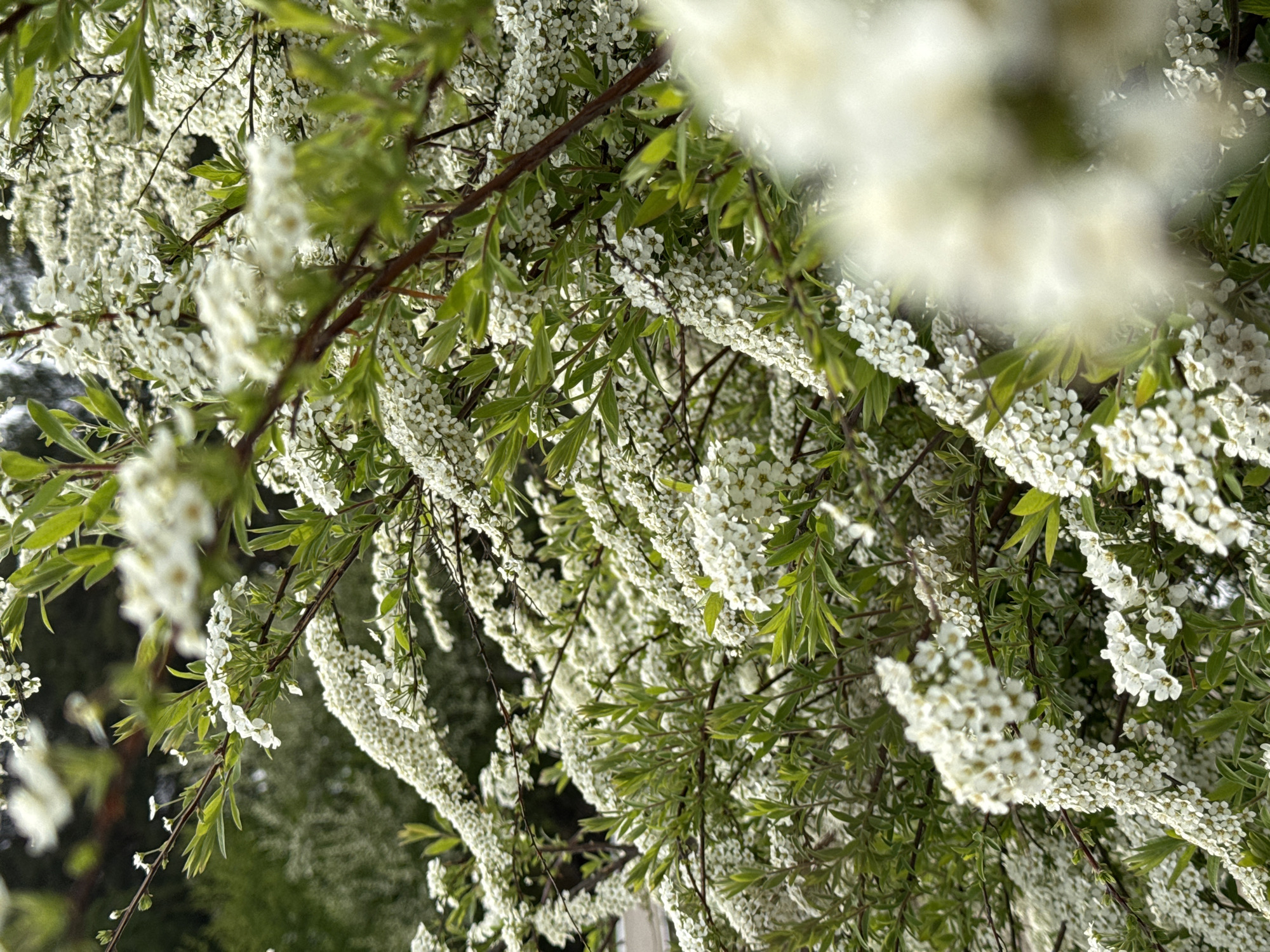 The image shows a close-up of a flowering shrub with branches covered in small white flowers and green leaves. The flowers are densely packed along the branches, creating a cascading effect. The background is blurred, suggesting a garden or park setting. The image was taken in the city of Chaikovsky, Russia.