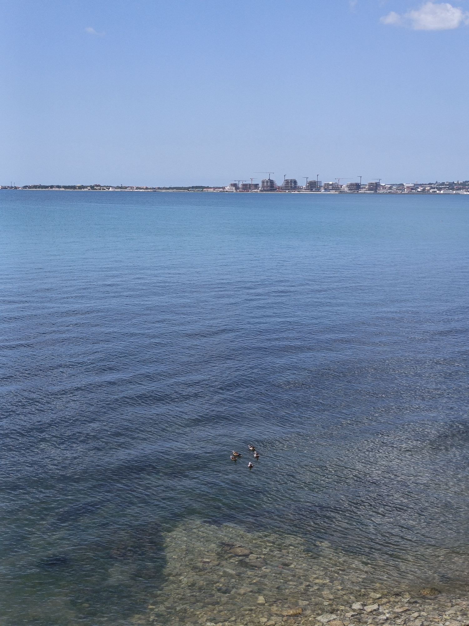 The image captures a wide-angle view of the sea under a clear blue sky with a faint cloud. The foreground features a shallow, rocky shoreline with the water so clear that the submerged stones are visible. Further out, a small flock of ducks floats on the tranquil water surface. In the distance, a hazy coastline is lined with buildings and construction cranes, suggesting an urban or developing area. This scene is located in Pshada, Russia, a coastal town.