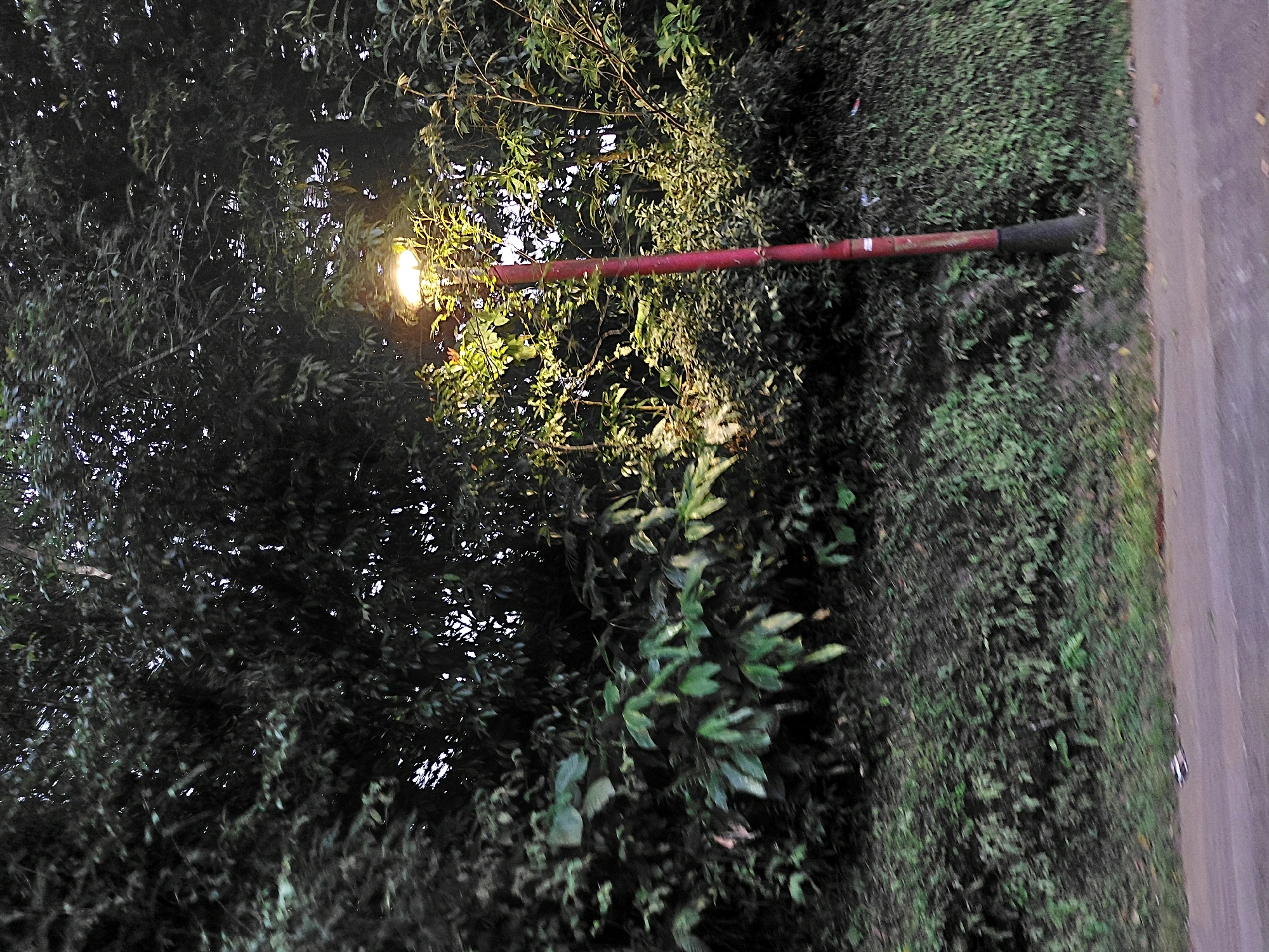 In Kintamani, Indonesia, a dimly lit roadside scene unfolds with a prominent red lamp post casting a warm glow. The lamp post stands tall against a backdrop of dense, dark foliage and lush green vegetation. The surrounding area appears to be a natural or semi-natural environment, possibly a roadside embankment, with the lamp post serving as a point of illumination. The road itself is visible in the foreground, appearing to be paved and slightly worn. The overall atmosphere suggests a quiet, possibly evening or early morning setting in a tropical location, with the lamp post offering a solitary source of light in the subdued natural environment.
