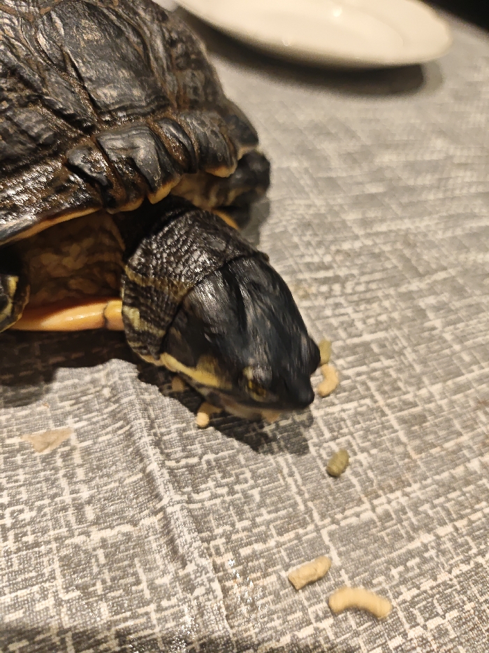 A close-up image showcases a turtle eating. The turtle has a dark shell and head, with yellow markings on its neck and legs. It is positioned on a grey and white textured surface with several light-colored, cylindrical food pellets scattered around it. One pellet is held near the turtle's mouth. In the background, a blurry white plate is partially visible.
