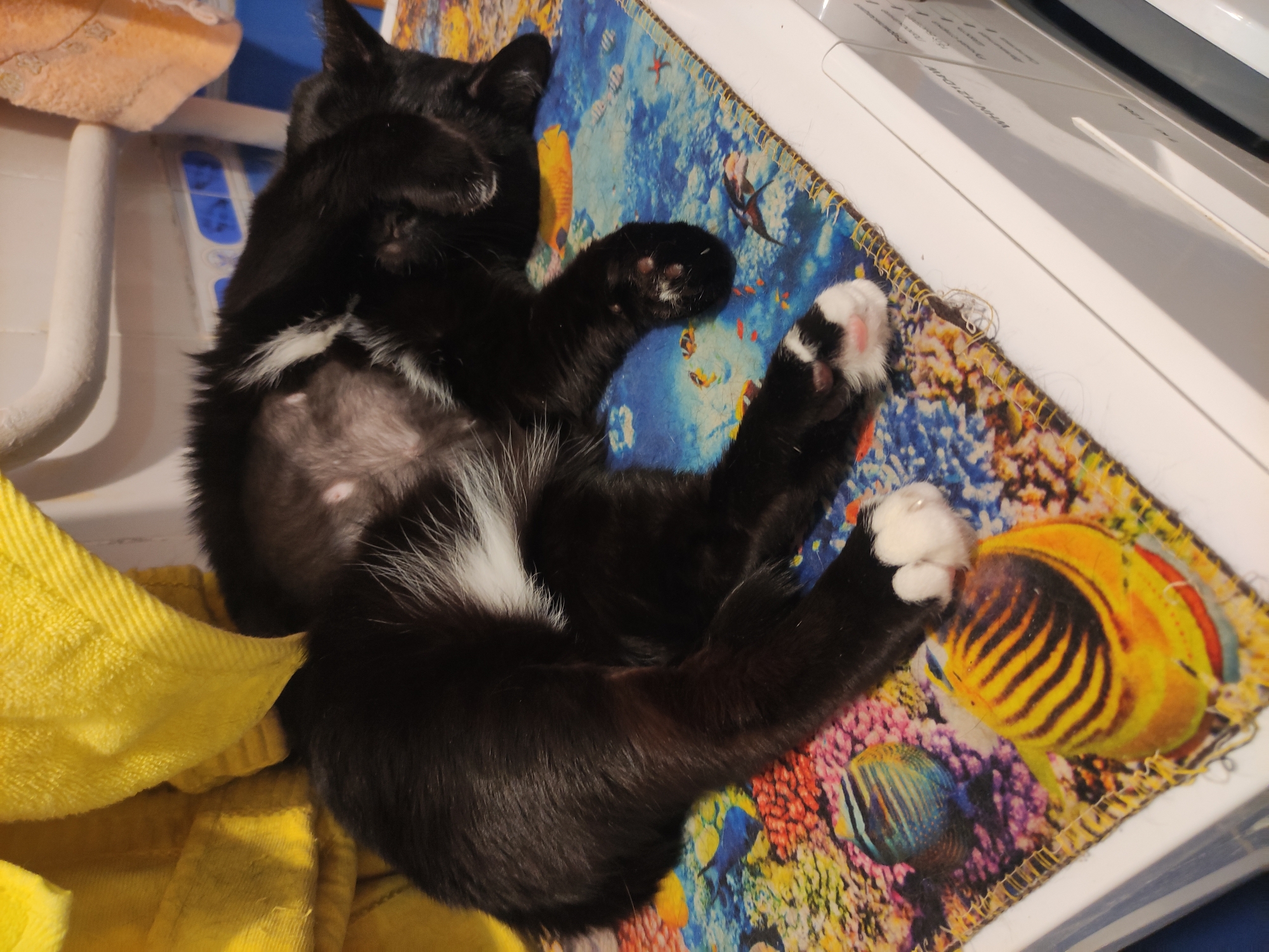 A black and white cat is lying on its back on a colorful, patterned cloth, likely a blanket or mat, with an image of coral reefs and fish. The cat has its paws covering its face, indicating it is sleeping or resting. The cat's belly is exposed, showing white fur. The cloth is placed on top of a white appliance, potentially a washing machine or dryer. A yellow towel is nearby. The scene takes place indoors, likely in a home. The location of the photo is not contained in the image.