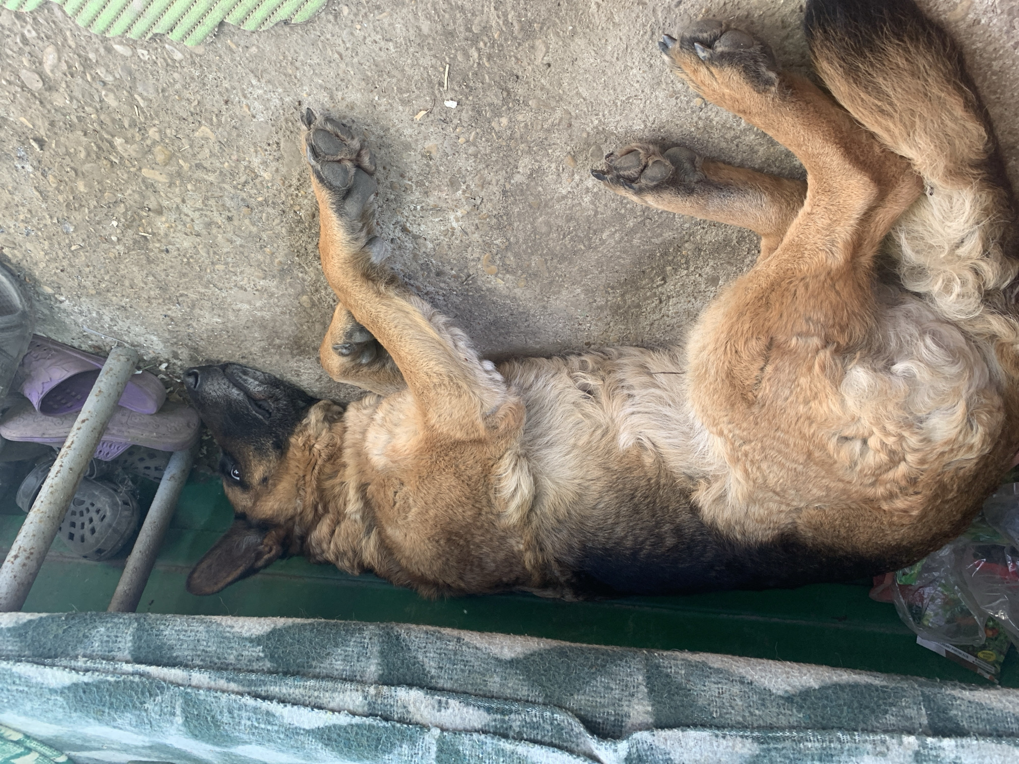 A large German Shepherd or Shepherd mix dog lies on its back on a light gray concrete surface, in a relaxed "roaching" position. Its fur is tan and brown, with distinctive black markings on its back, face, and tail, and lighter, shaggy fur on its belly and legs. Its paws are curled upwards, revealing their dark pads. The dog's head is lifted and turned upwards, with one dark eye clearly visible, looking to the left of the frame.
The scene appears to be a sheltered outdoor or semi-enclosed utility area, well-lit by daylight. In the upper left corner, a light green, ridged mat is visible. Towards the left and behind the dog's head, several worn shoes and sandals, including purple and black clogs, are stacked next to rusty metal bars. The bottom portion of the image shows a dark green surface, possibly a mat, and a gray-green patterned fabric, likely a rug or blanket. To the right of the dog's hindquarters, a clear plastic bag contains various items, including a white package with faintly visible text reading "COBANI" and "PORKAN". The dog exhibits a calm and observant demeanor.