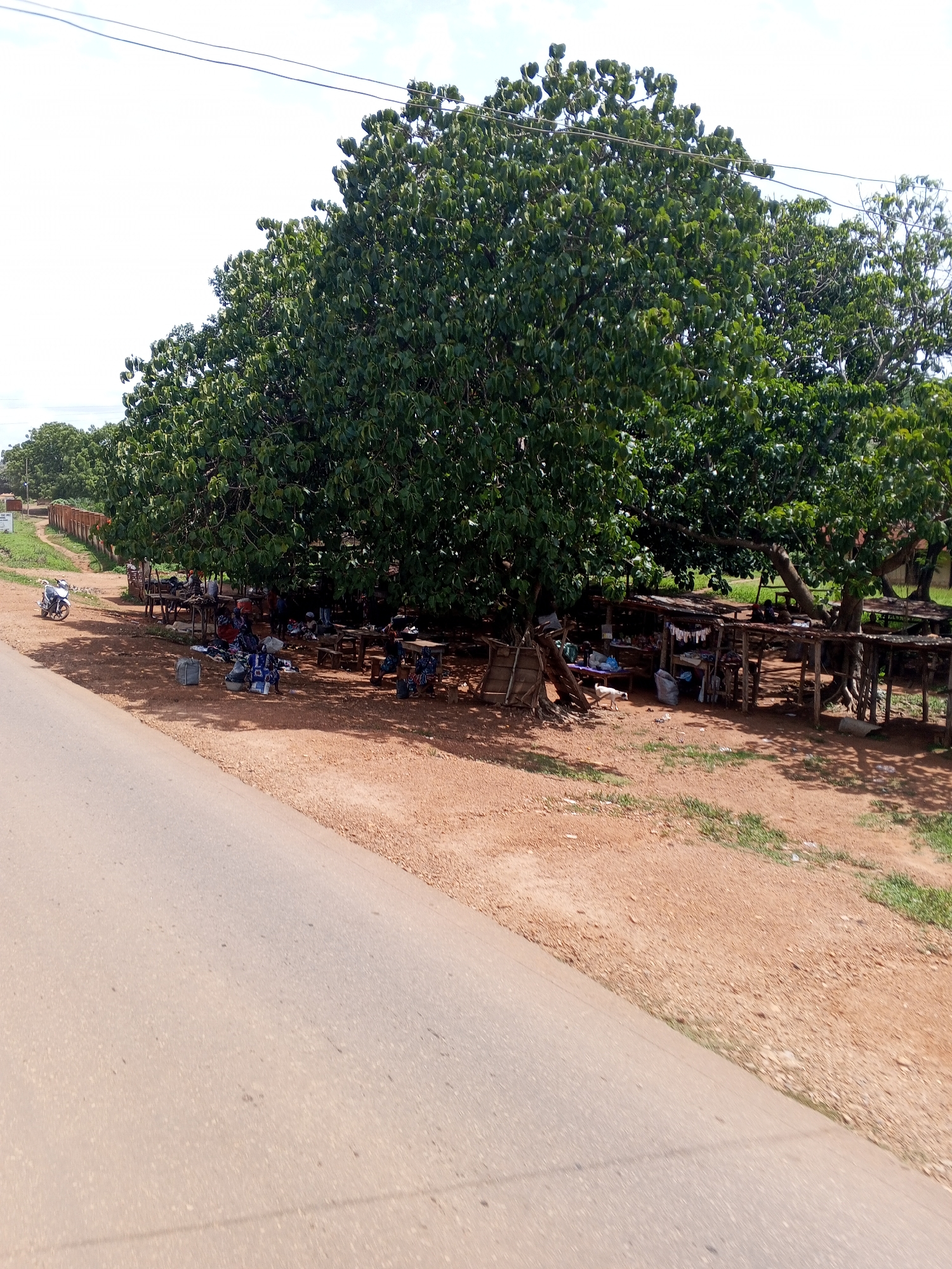 The image depicts a roadside scene in an unspecified location. A paved road occupies the left foreground. Adjacent to the road, a wide, reddish-brown dirt area stretches toward the center. A large tree dominates the center and right of the image, providing shade. Beneath the tree are multiple makeshift wooden structures resembling stalls or stands. People are seated and standing under the tree, likely engaged in commerce or gathering. A motorcycle is parked to the left of the tree and behind the stalls. Overhead are power lines extending across the top of the image. The background reveals a building behind a short wall. The sky is visible through gaps in the tree foliage, indicating a daytime setting.