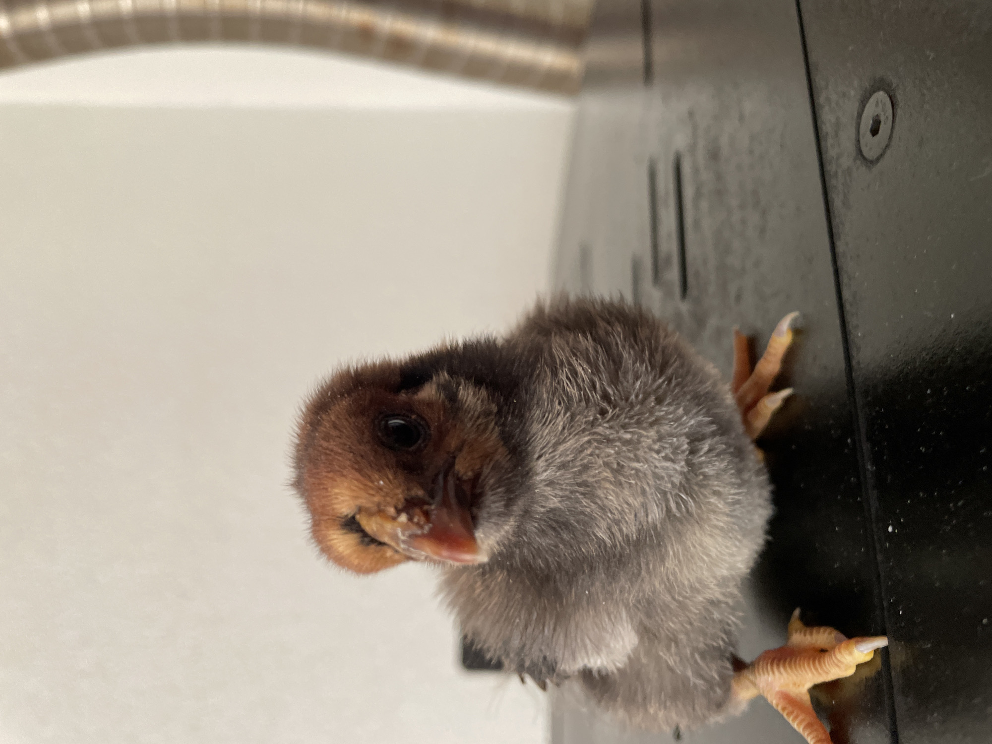 A close-up, angled shot depicts a chick with a brown head and grey body perched on a dark, possibly metallic, surface. The chick has yellow-orange feet and claws. A white wall and a metal rod or pipe are visible in the background. No location information is available.