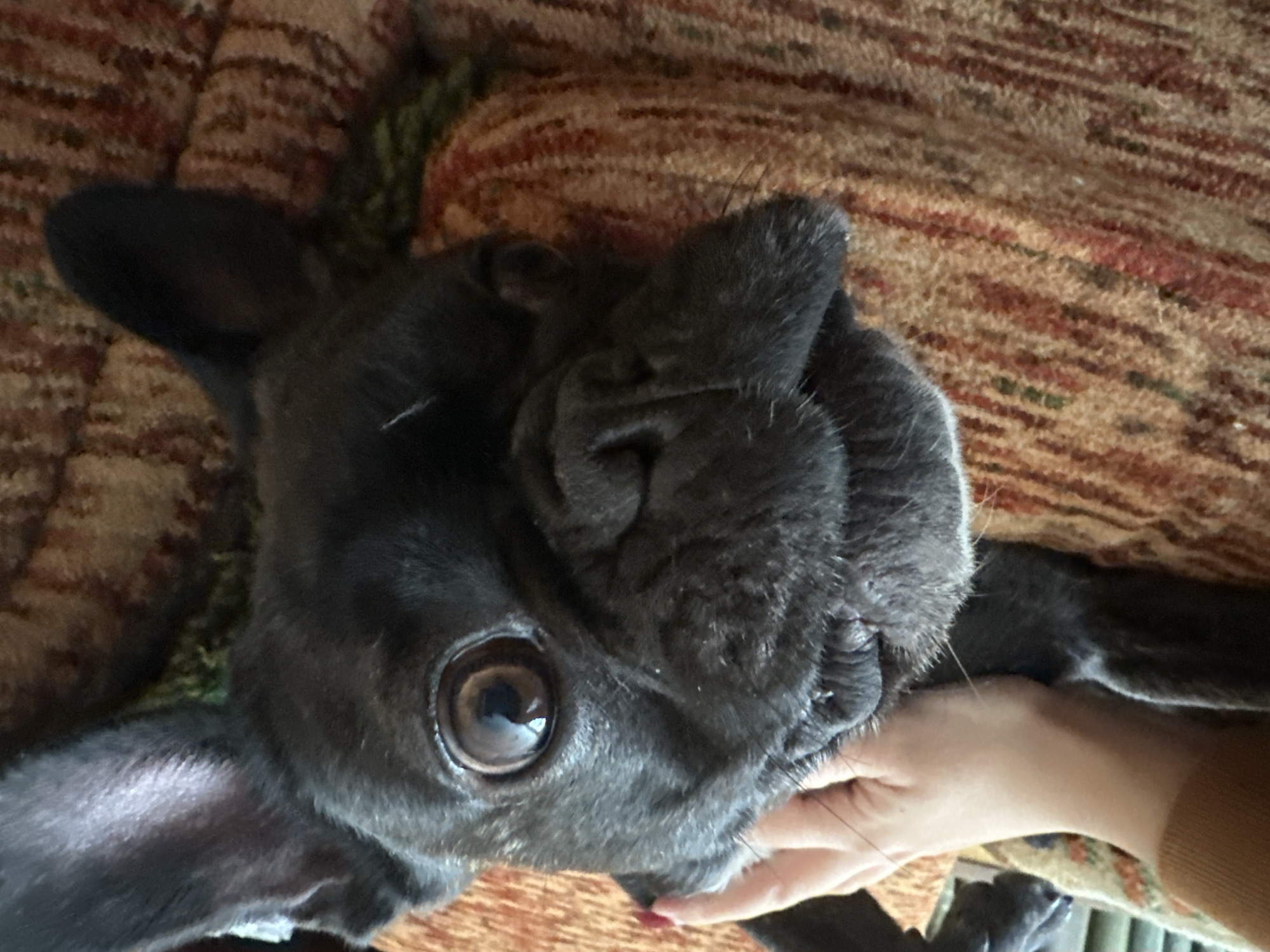 A close-up, slightly angled shot shows a black French Bulldog lying on a patterned fabric, possibly a blanket or upholstery, indoors. A human hand with a painted fingernail is touching or petting the dog's face. The dog has large, round, brown eyes, and its fur appears short and dense. The background is a mix of brown, orange, and green hues. No specific details are provided to confirm the location.