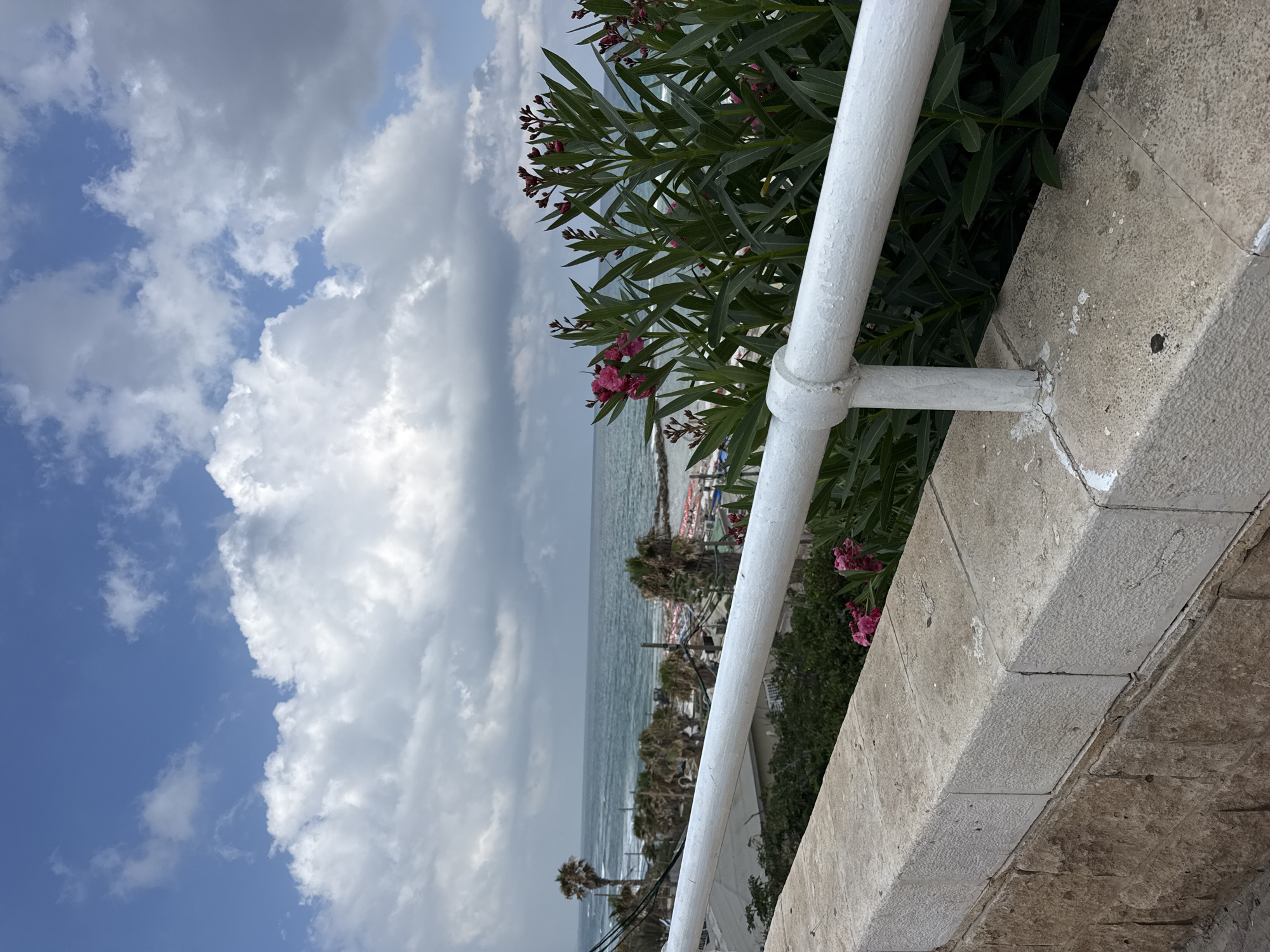 The image shows a view of the Mediterranean Sea from a slightly elevated position, likely on a balcony or walkway. In the foreground, there is a low, light-colored stone wall topped with a white metal railing. Behind the railing, lush green plants with clusters of pink flowers are visible. The sea stretches out to the horizon, with waves visible near the shore. In the middle ground, there are palm trees and beach umbrellas, suggesting a seaside resort or public beach. The sky is partly cloudy, with large white clouds against a blue sky. The scene is consistent with a location in Bat Yam, Israel, known for its coastline and beaches. There are no people or specific actions depicted in the image.