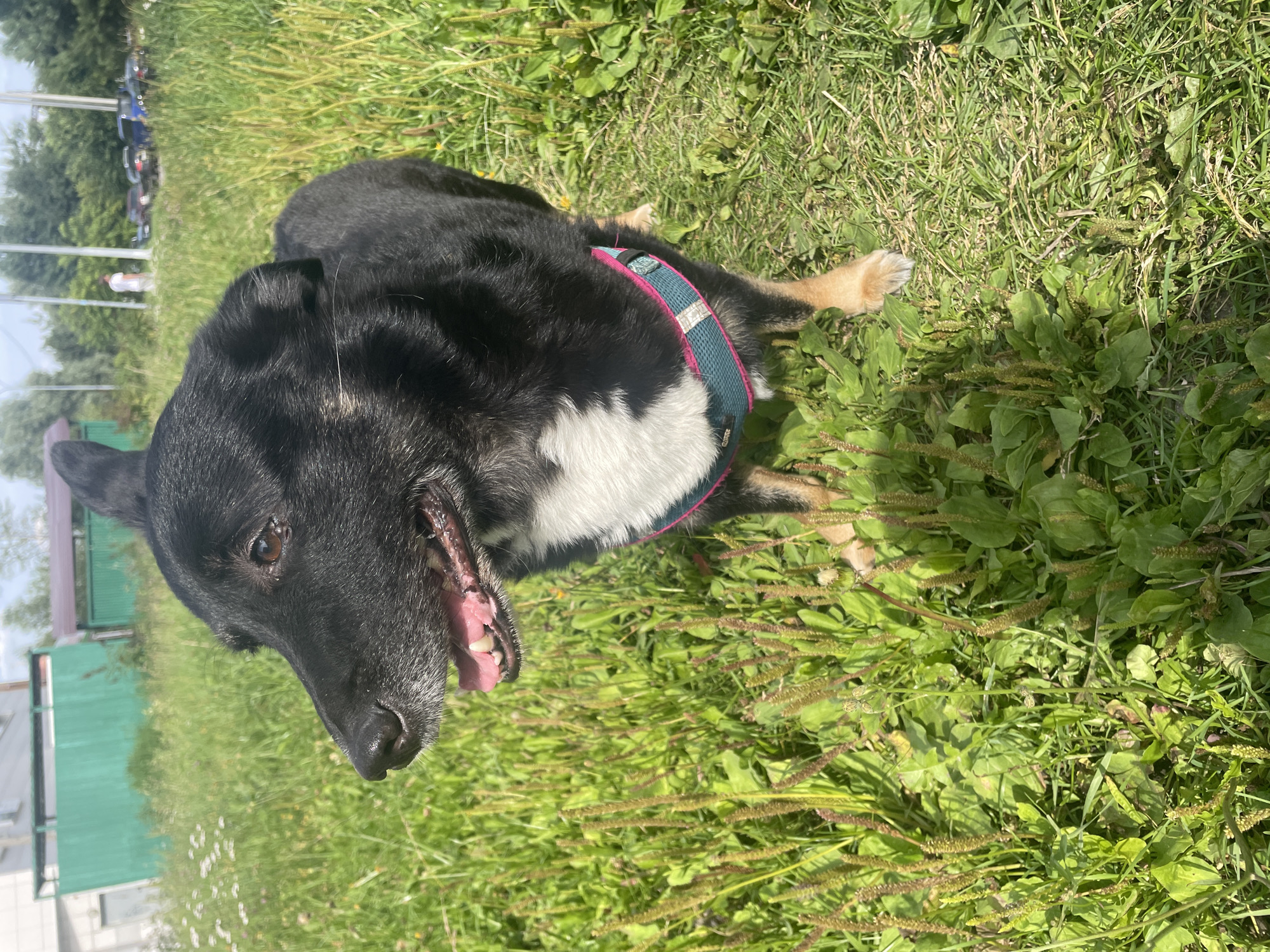 A medium shot, taken outdoors on a sunny day, focuses on a black dog with tan markings and a white chest patch. The dog is wearing a teal and pink harness and is standing in a grassy field with some weeds. Its mouth is open, and its tongue is visible. In the background, there is a green building, a fence, trees, and several parked cars. The scene appears to be in a semi-urban or rural area, possibly on the outskirts of Krasnogorsk, Russia, given the presence of both natural elements and man-made structures typical of such locations.
