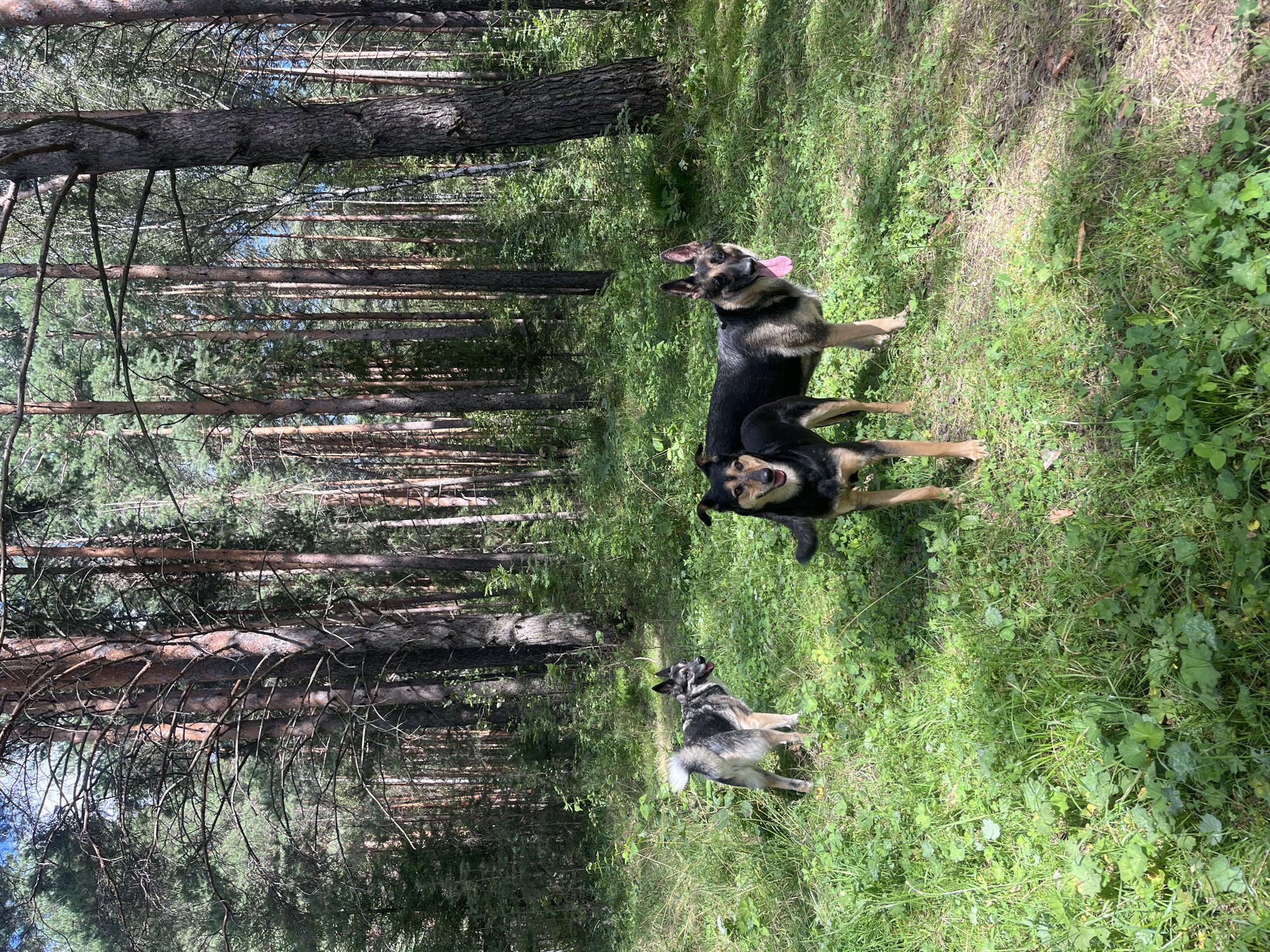 Three dogs are in a forest. One dog is in the foreground on the left, facing away from the camera. It is a medium-sized dog with black, brown, and gray fur. To the right and slightly behind it is a larger dog, a German Shepherd mix, facing the camera with its tongue hanging out. Another dog, similar in coloring to the first, is further back and to the left, also facing away from the camera. The dogs are standing on a grassy ground covered with low-lying plants and some scattered leaves. The background consists of a dense forest with tall pine trees and some birch trees. The lighting suggests it is daytime with sunlight filtering through the trees, creating dappled shadows. The location is described as being in the city of Nizhny Tagil, Russia.