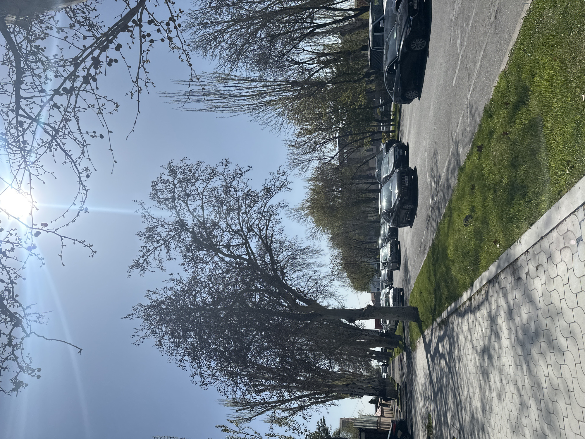 The image displays a sunny, tree-lined street scene, oriented to capture the sky, trees, street, and sidewalk. The sky, a clear, bright blue, dominates the upper portion of the frame, with a strong sun flare visible in the top left, indicating a bright day.
Large, mature deciduous trees, mostly bare or showing very early signs of budding, line both sides of the street. Their intricate branch networks are silhouetted against the bright sky, and some cast long, dark shadows onto the paved surfaces.
To the right, a paved street stretches into the distance, with a line of dark-colored cars, primarily sedans and SUVs, parked along the curb. Several vehicles appear to be Mercedes-Benz models. Adjacent to the parked cars, a narrow strip of vibrant green grass runs along the street, separating it from a wide, patterned sidewalk made of interlocking light-colored pavers. Tree shadows extend across the sidewalk, adding depth to the scene.
The absence of people or specific activities gives the scene a quiet and calm atmosphere. The bright sun and bare trees suggest it is daytime, likely early spring or late winter. There is no visible text or identifiable location markers.