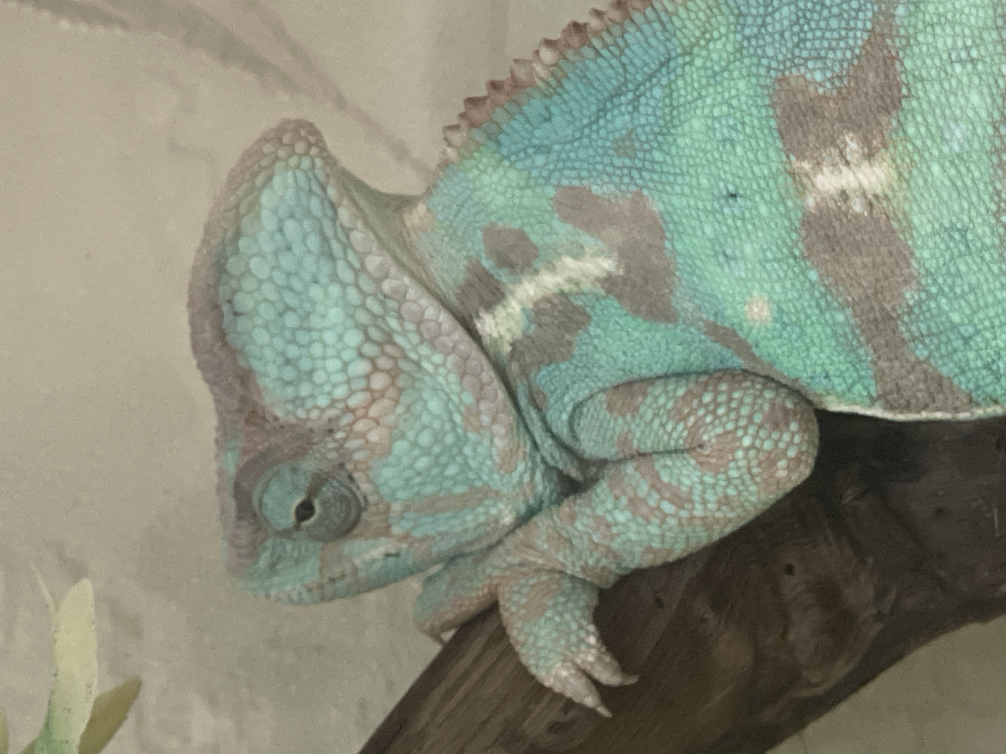 The image is a close-up shot of a chameleon resting on a branch. The chameleon has a distinctive pattern of turquoise, grey, and tan scales. Its head is turned to the left, and its eye is visible, appearing dark and somewhat reptilian. One of its front feet is resting on the branch, with its characteristic zygodactylous toes clearly visible. The background is out of focus, appearing as a soft, muted beige color, with a hint of a light green object in the upper left corner, possibly a leaf or part of the enclosure. The lighting is soft, highlighting the texture of the chameleon's scales. There is no discernible information in the image that places it in the city of Sochi, Russia.