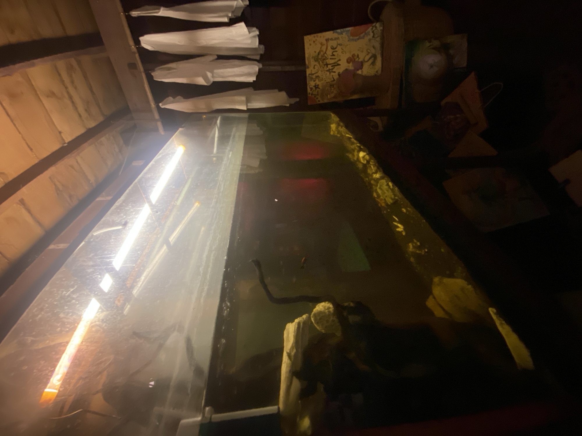 The image depicts the interior of an establishment in Baan Don Sai, Thailand. A large, rectangular aquarium dominates the foreground, containing murky water and aquatic features such as wood and rocks. A dark snake is visible within the aquarium. Above the aquarium, white cloths hang from a support structure. The background is dimly lit, revealing items such as books and gifts, and a sloped ceiling.
