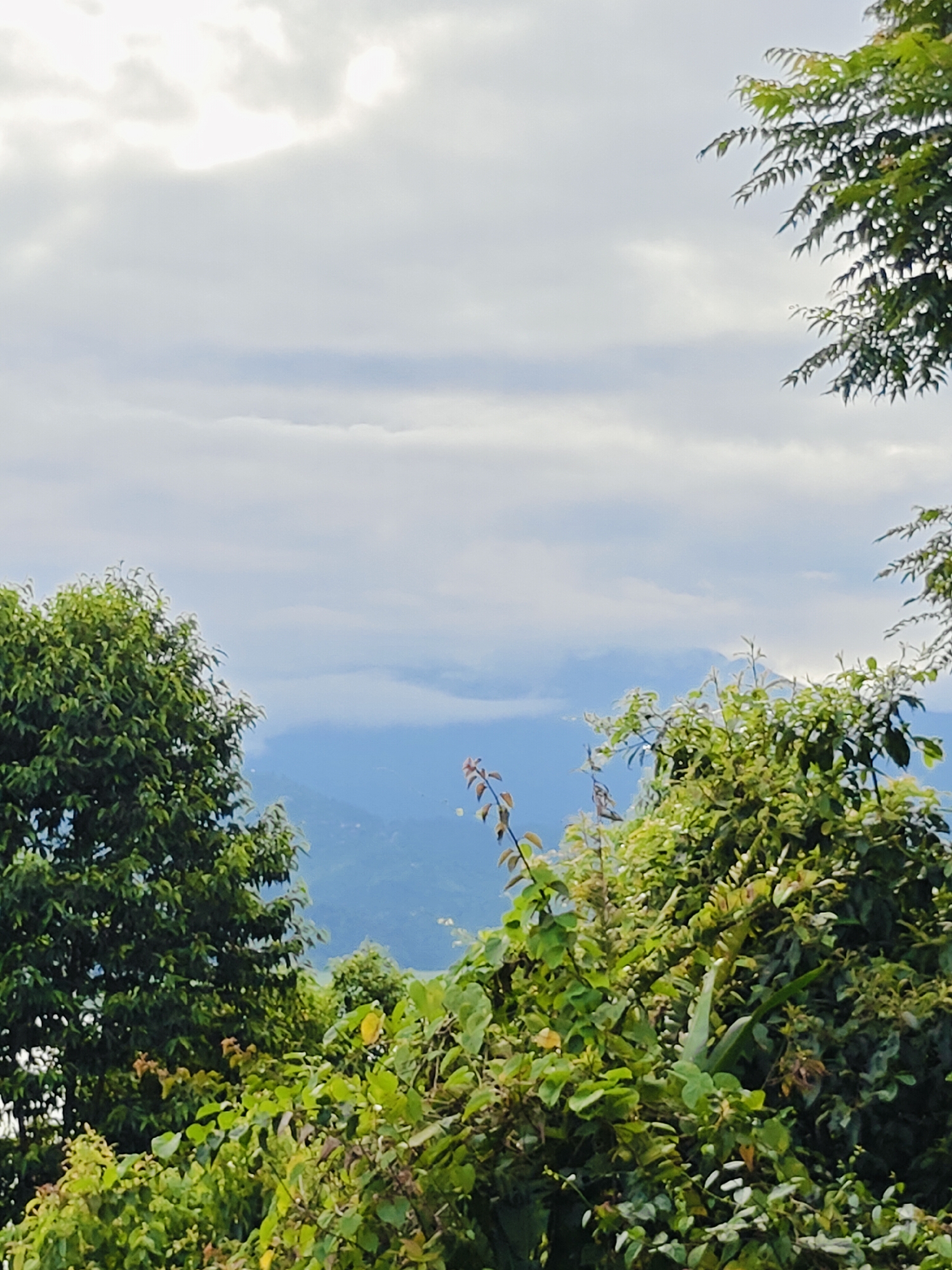 The image captures a verdant landscape with lush green foliage in the foreground, framing a view of mist-shrouded mountains in the distance. The sky above is overcast with soft, diffused light. The dense green trees dominate the lower half of the frame, with branches and leaves extending inwards from the sides, creating a natural frame. Beyond the immediate vegetation, layers of hills and mountains recede into a soft blue haze. There are no people or obvious man-made structures visible in this natural vista. This scene is characteristic of the scenic beauty found in areas surrounding Pokhara, Nepal, known for its Himalayan vistas and natural landscapes.