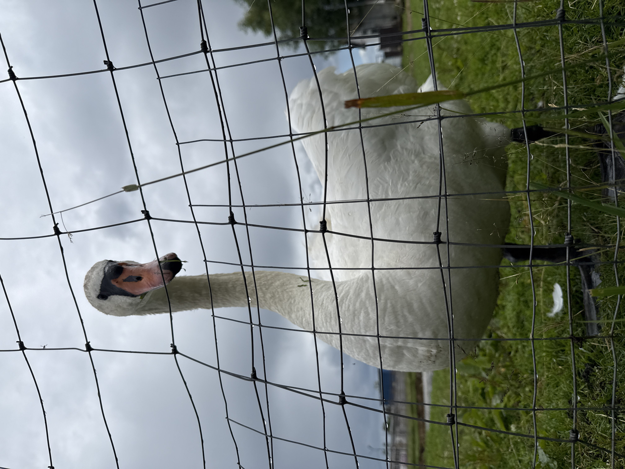 A white swan with a black beak and pink accents on its face is the main subject of this image. The swan is viewed from a low angle, looking up towards it. It is behind a black wire fence, which creates a grid-like pattern across the frame. The swan's body is large and mostly white, with some visible water droplets on its feathers, suggesting it may have recently rained or it has been in water. Its head is turned slightly, and its beak is open, with a piece of green grass or reed visible near its mouth, indicating it might be eating.
The background consists of a cloudy, overcast sky and a grassy area with some greenery. The setting appears to be outdoors, possibly a park, farm, or sanctuary, given the presence of a fence and the swan. The lighting suggests it's daytime, but the cloudy sky indicates overcast weather. The orientation of the image is rotated 90 degrees clockwise, making it appear to be taken sideways. There is no visible text in the image. The overall mood is somewhat captured, with the swan appearing curious or perhaps slightly inquisitive as it looks towards the camera through the fence. The location context provided is Каменка, Russia.