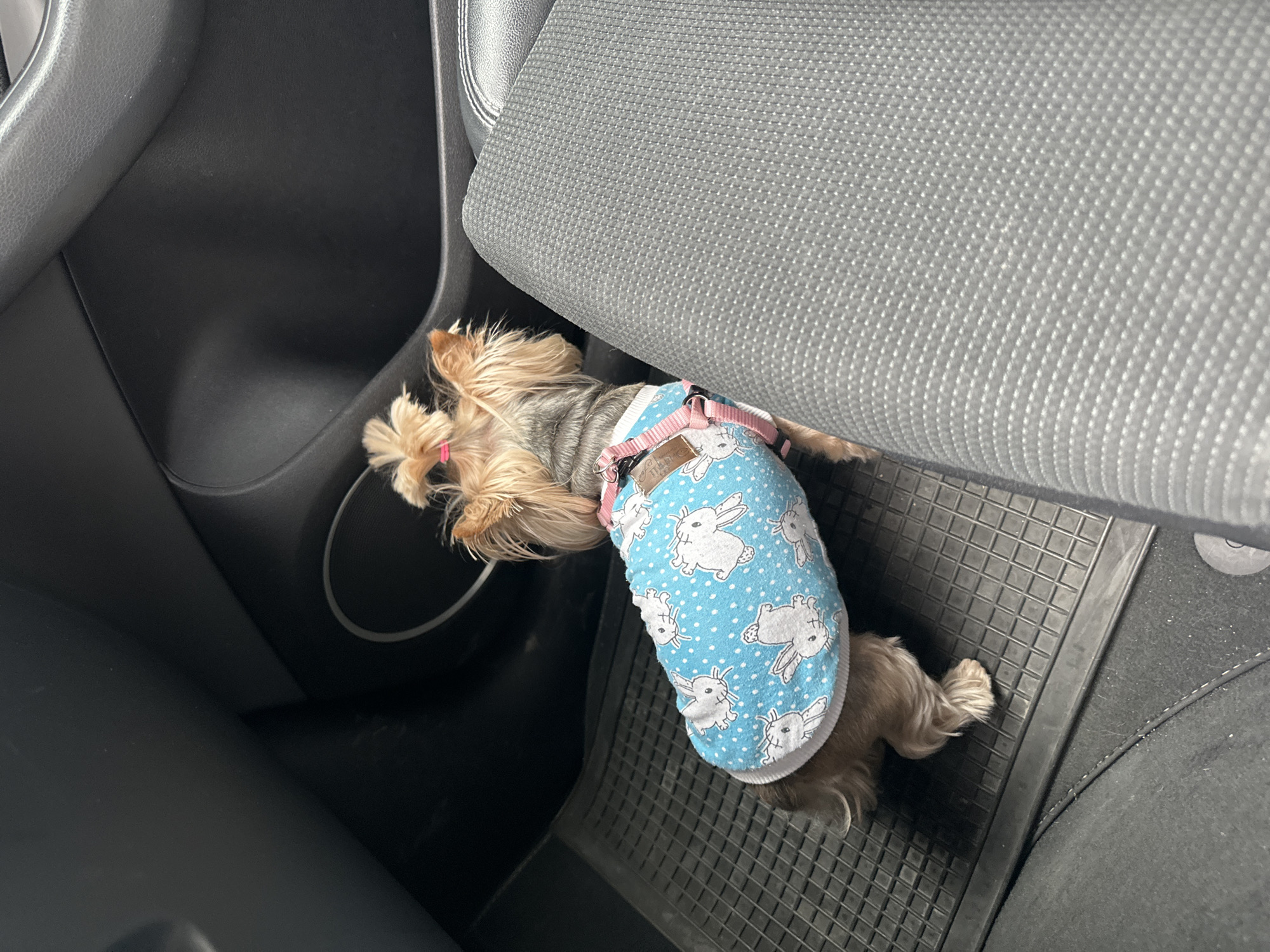 A Yorkshire Terrier wearing a light blue vest with white rabbit patterns and a pink harness is lying on a black rubber car floor mat. The dog is positioned between the side of the car's interior and the base of the front passenger seat. Part of the car's interior is visible, including the black plastic molding and the gray fabric of the passenger seat. The location in the city of Gintsi, Bulgaria is unknown.
