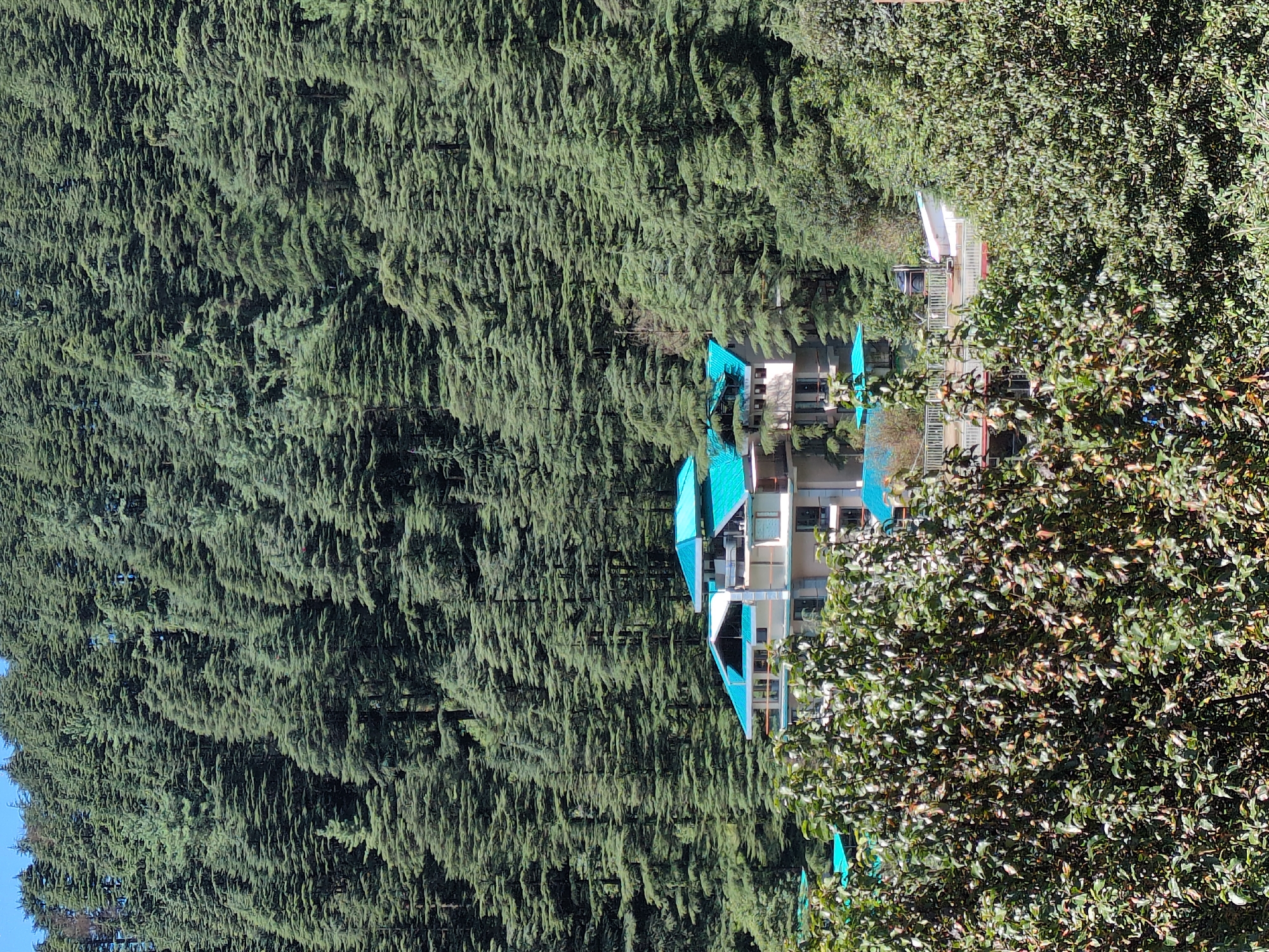 This image captures a building nestled within a dense forest of evergreen trees, likely cedars, on a hillside in Bhagsu, India. The building, with its distinctive teal-colored roofs and multiple balconies, appears to be a hotel or resort, characterized by its multi-story structure and light-colored facade. In the foreground, lush green foliage from trees partially obscures the view of the building and the surrounding forest. The forest itself dominates the background, creating a natural backdrop of towering trees that cover the slope of a mountain. The sky above is a clear blue. The scene depicts a tranquil environment, typical of a mountainous region, where nature and human habitation coexist. There are no people visible in the image.
