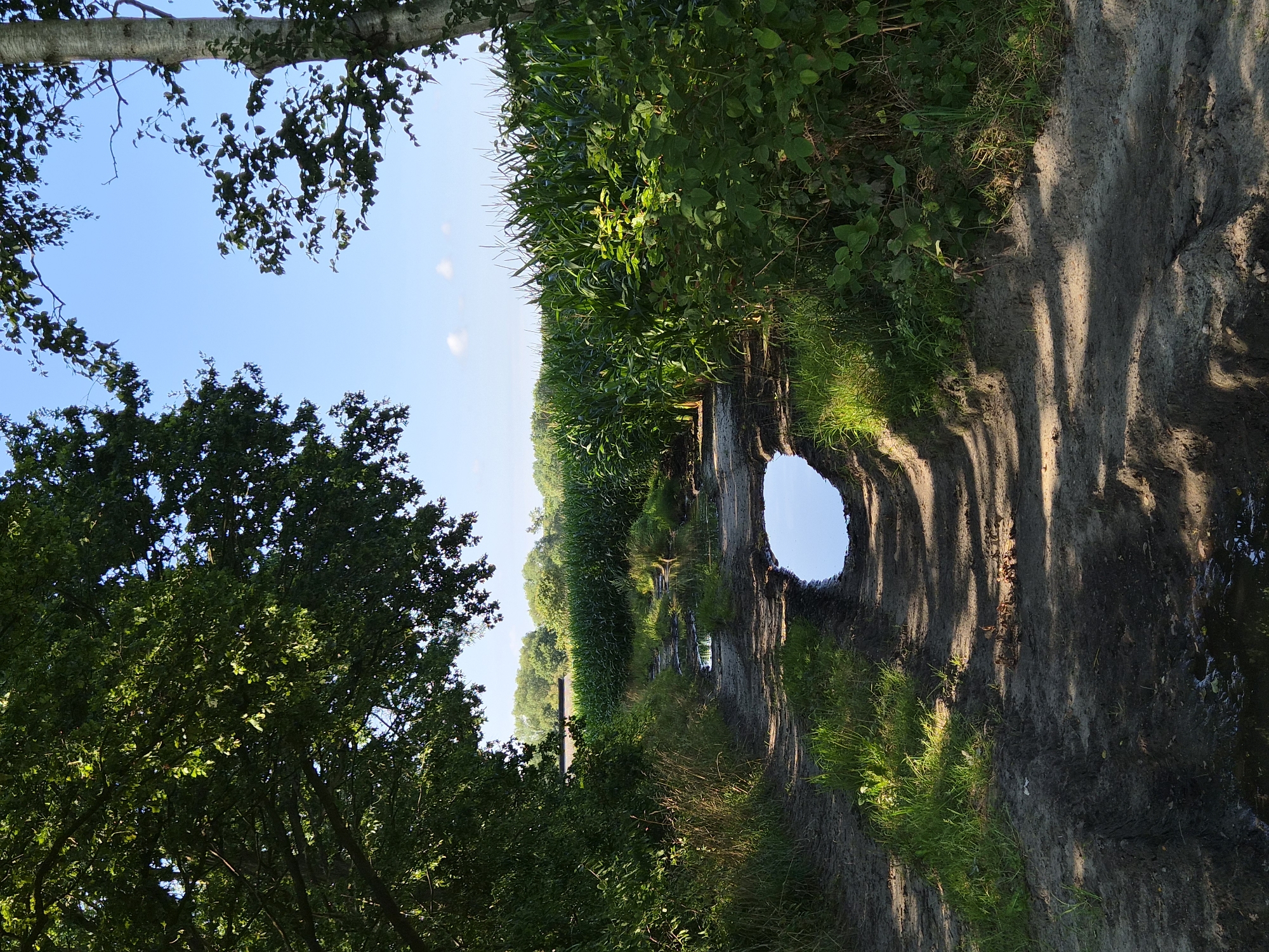This is a photograph of a muddy dirt road in Schiffdorf, Germany, on a sunny day with a clear blue sky. The road is lined with lush green vegetation on both sides, including a tall cornfield on the right and trees on the left. There are several puddles of water on the road, with one large puddle reflecting the sky in the center. The scene is natural and peaceful, with the sunlight casting shadows on the road and highlighting the textures of the mud and grass.