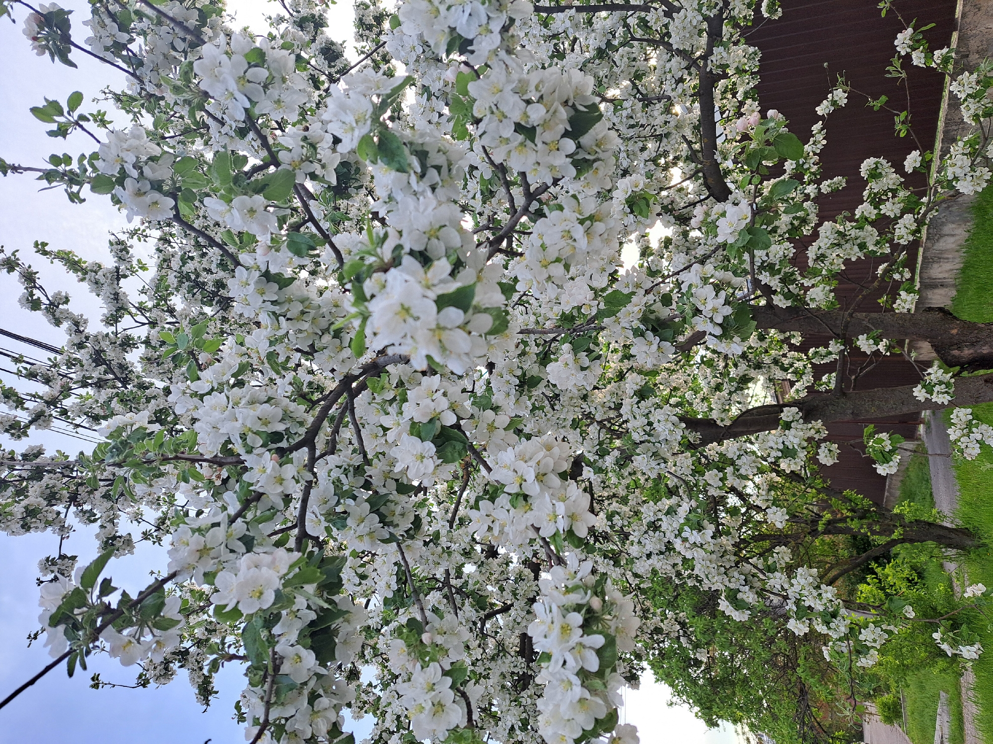 The image shows a tree in full bloom with white flowers. The tree's branches are dense with blossoms, creating a canopy effect. The leaves are a mix of light and dark green, adding contrast to the white flowers. In the background, a brown fence and a sidewalk with green grass are visible. The photograph appears to be taken from a low angle, looking up into the tree. There are overhead electrical wires visible on the left side of the image. It could be inferred, based on the location request, that this image was taken in Yessentuki, Russia.