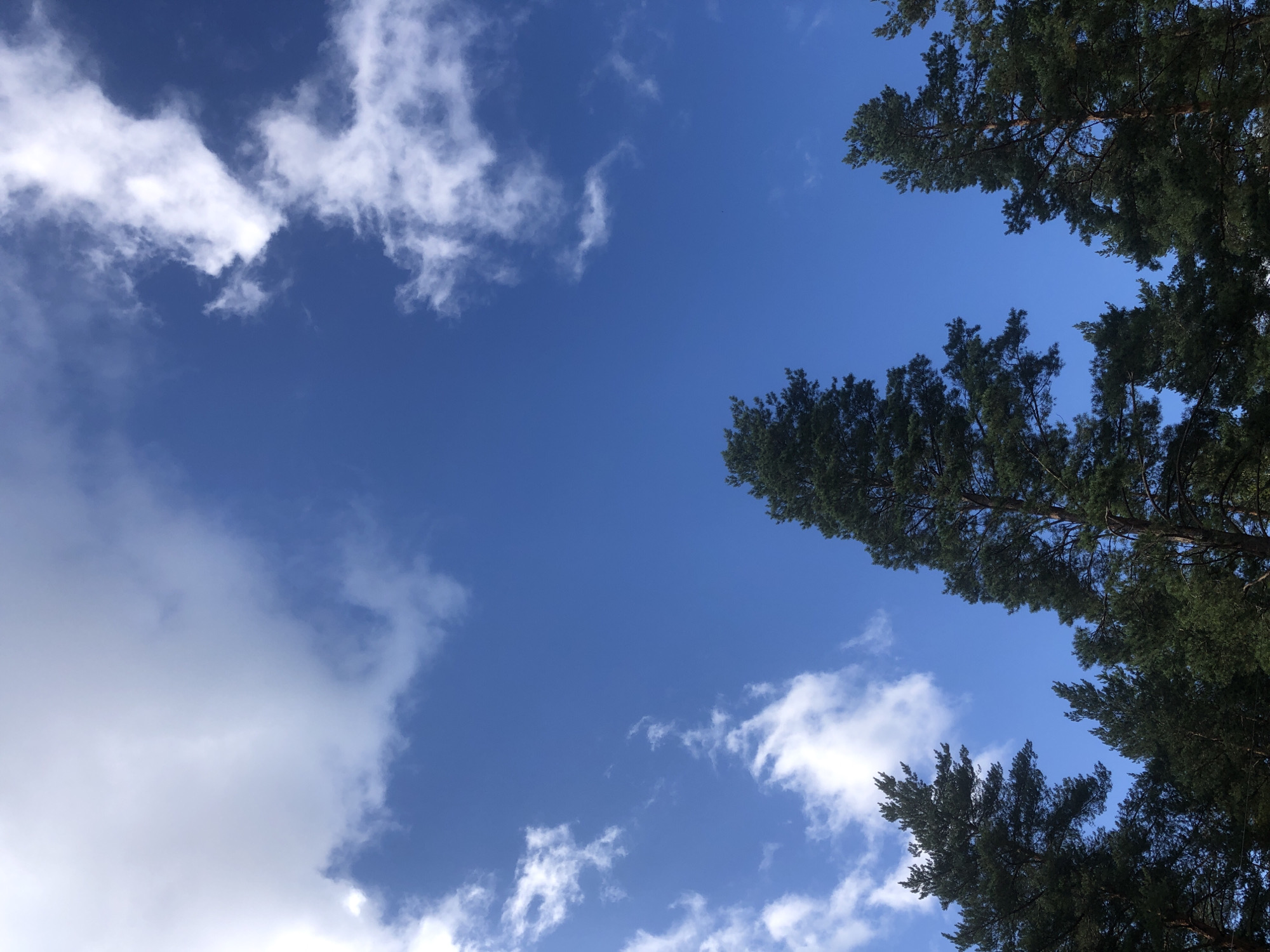 The image shows a view of a bright blue sky with scattered white clouds. The tops of several tall evergreen trees, likely pines, are visible against the sky, framing the bottom portion of the image. The trees appear to be part of a forest. The scene is outdoors and under daylight conditions. There are no people or any urban structures visible. The location is identified as Arfa, Russia.