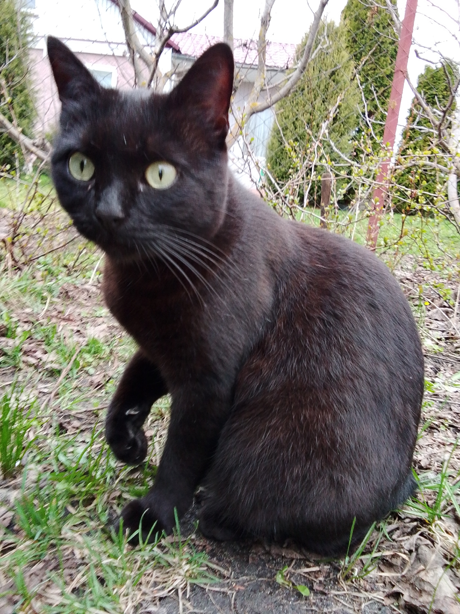 A black cat is sitting on the grass. The cat has yellow-green eyes and pointy ears. The background features trees and a building. The cat is located in Khlevnoye, Russia.