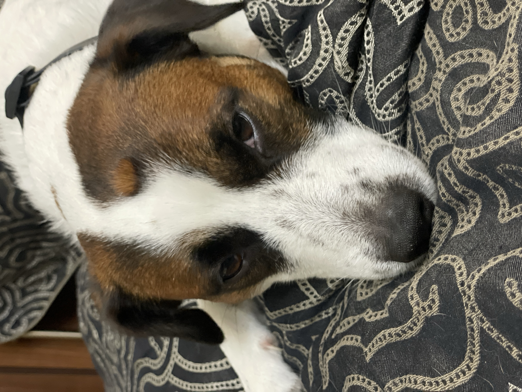 A close-up, eye-level shot shows a Jack Russell terrier lying down with its head resting on a patterned fabric. The dog has white, tan, and black markings on its face and fur. Its eyes are partially closed, and its expression appears sleepy. The background is out of focus, but appears to be a home environment. There is no indication of the city of Sochi, Russia, in the image.