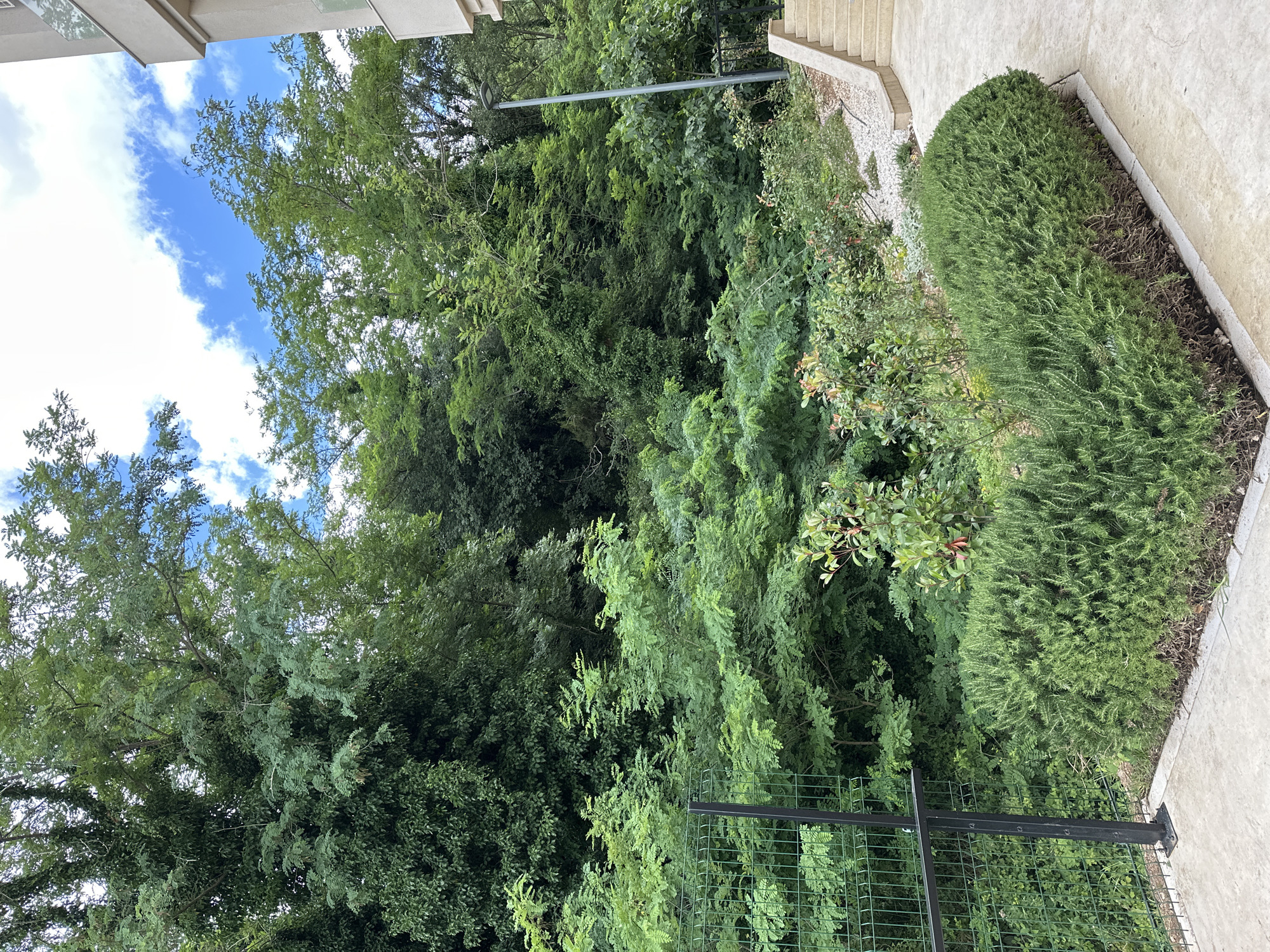 This is a medium-angle, eye-level shot of an outdoor space in Bečići, Montenegro, featuring lush greenery and modern architecture. In the foreground, a manicured, dense green hedge runs along a concrete pathway. To the left, a tall, green wire fence with black metal posts encloses a densely vegetated area. Beyond the hedge and fence, a variety of trees and bushes create a thick, verdant backdrop, with some branches reaching towards a bright blue sky dotted with white clouds. On the right side of the image, the corner of a modern building with a light-colored facade and glass balconies is visible, along with a set of concrete stairs leading upwards. A tall, grey street lamp stands near the building. The scene appears to be part of a residential complex or hotel grounds, emphasizing a blend of natural landscaping and contemporary design.