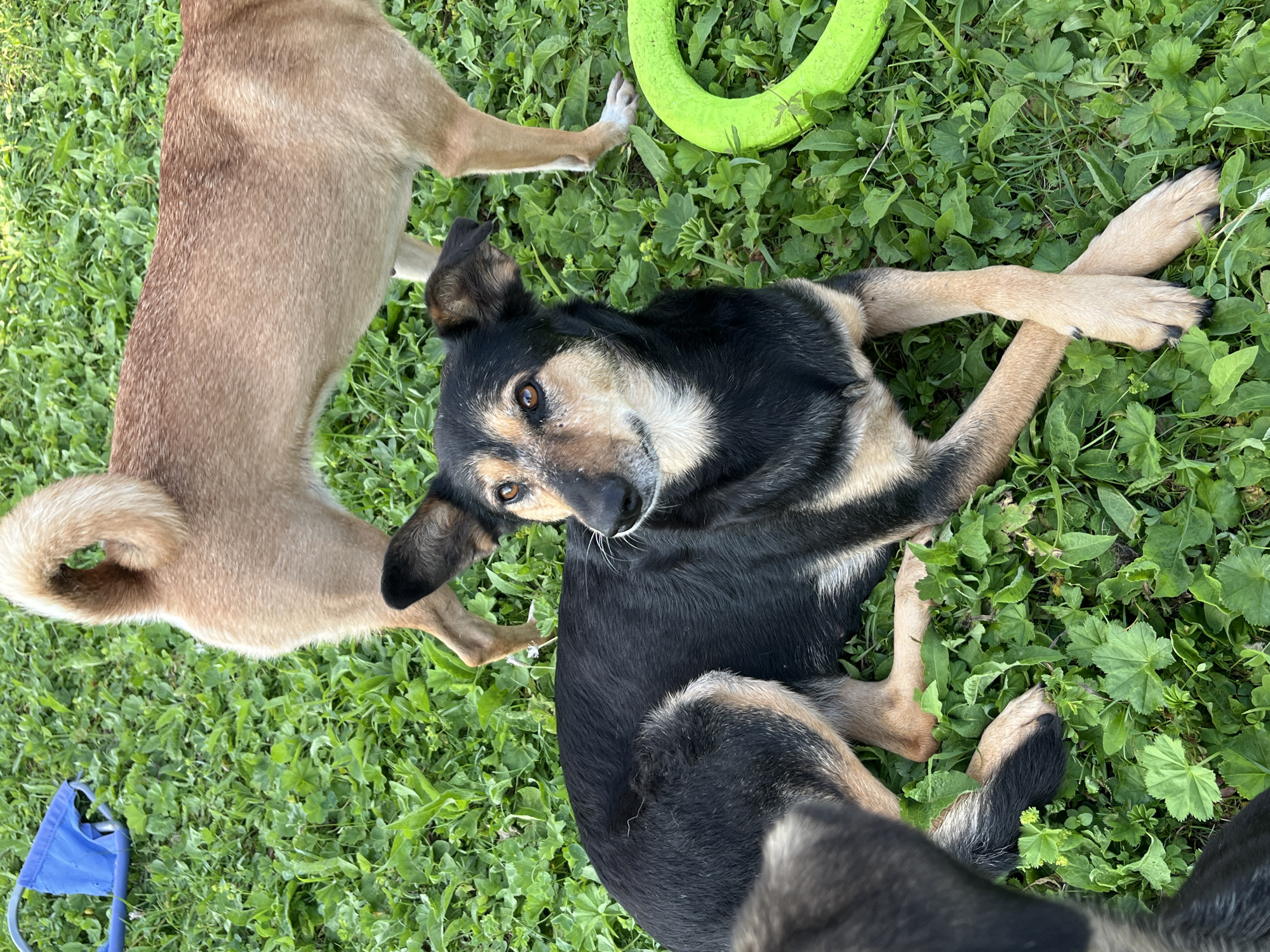 In a grassy outdoor area, likely a park or yard in Nizhny Tagil, Russia, two dogs are present. The primary subject is a medium-sized dog with black and tan markings, lying down with its paws crossed. It has alert ears and is looking off to the right. Partially visible in the foreground is another dog, primarily its head and neck, with dark fur. In the background, the hindquarters and tail of a tan-colored dog are visible, standing. A bright green ring-shaped dog toy lies on the grass to the right of the main subject. A blue fabric item, possibly part of a dog bed or mat, is in the upper left corner. The environment is characterized by lush green grass with scattered smaller plants.