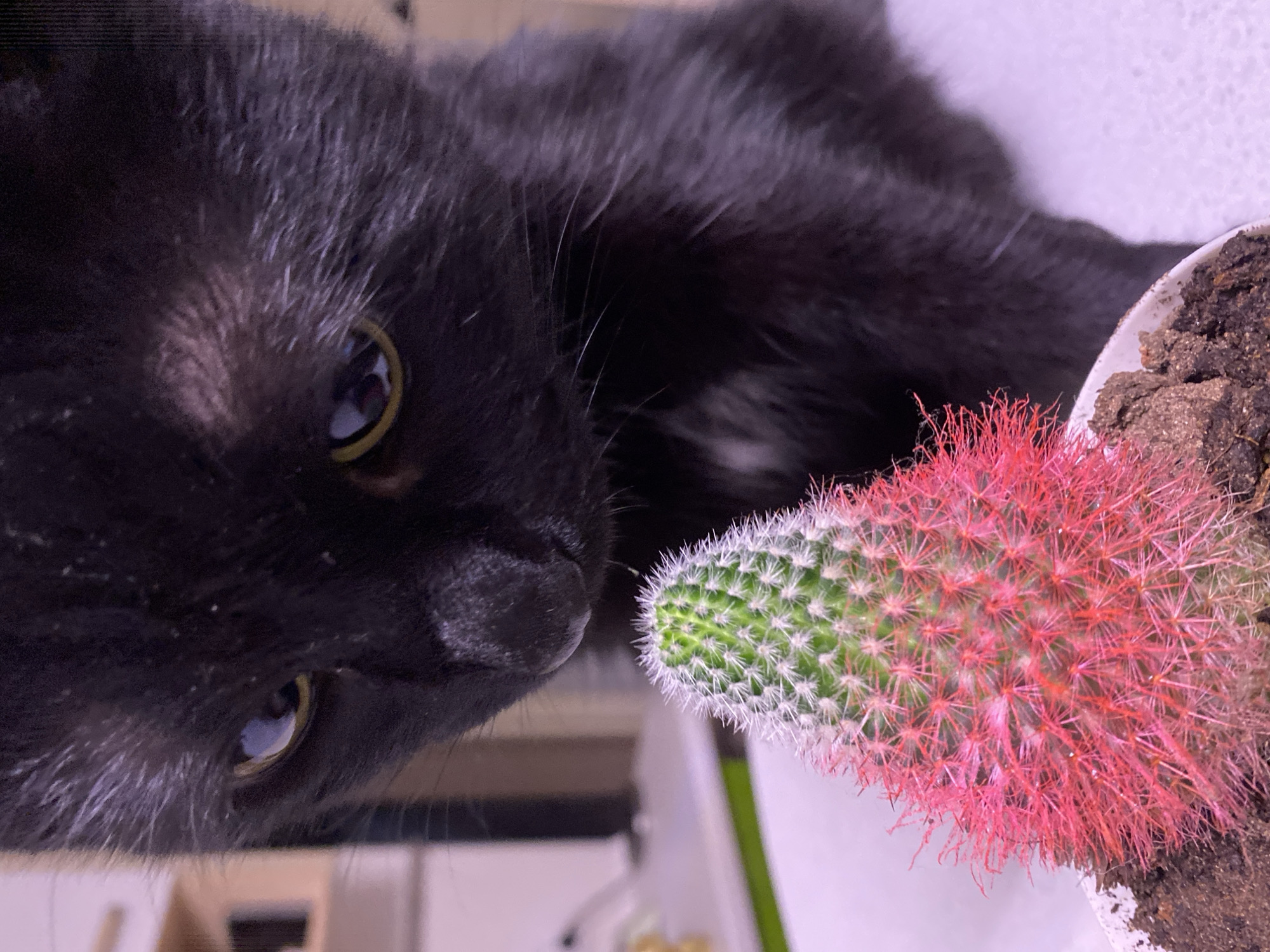 A close-up, interior shot depicts a black domestic cat intently observing a small, potted cactus. The cat, appearing to be a kitten or young adult, has bright yellow irises and a black nose, which is positioned approximately 1-2 cm above the cactus. Its fur is predominantly black, with some lighter dust or markings visible on its forehead and a small white patch on its chest. The cactus, contained in a white pot, features a vibrant green apex transitioning into a fuchsia-pink lower body, characterized by numerous small, sharp, light-colored spines. Dark brown potting soil is visible at the base of the plant. The immediate environment consists of a light-colored, possibly white, flat surface, with an out-of-focus background showing indistinct light beige and dark interior elements. The action suggests an investigative interaction between the cat and the plant. The scene is situated in the city of Chaikovsky, Russia.