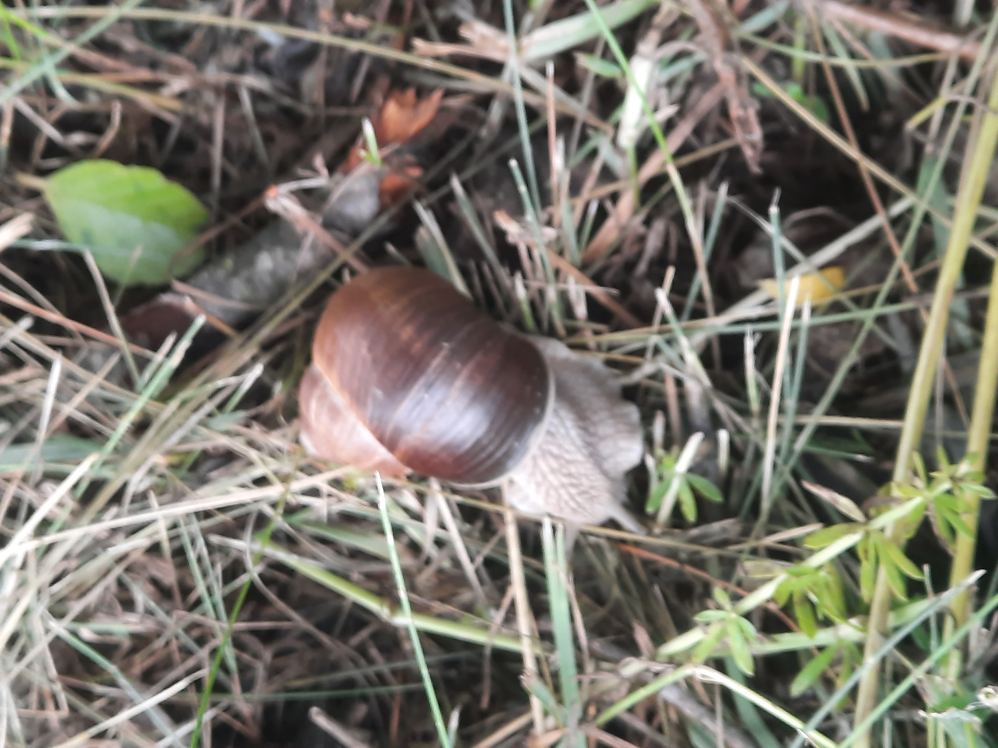 The image shows a close-up, slightly out-of-focus view of a garden snail on the ground in what appears to be a natural setting with dry grass, twigs, and small green plants. The snail, which is the central subject, has a brown, spiraled shell and a light-colored body. There is a single green leaf visible in the upper right portion of the frame. The ground is covered in a mix of dried grass and soil, with some scattered twigs and leaf litter. The overall lighting suggests an outdoor environment, likely during the daytime. The scene is devoid of any human presence or man-made structures, making it difficult to ascertain a specific location within the city of Parėčча, Belarus, beyond it being an outdoor, potentially natural or semi-natural area.