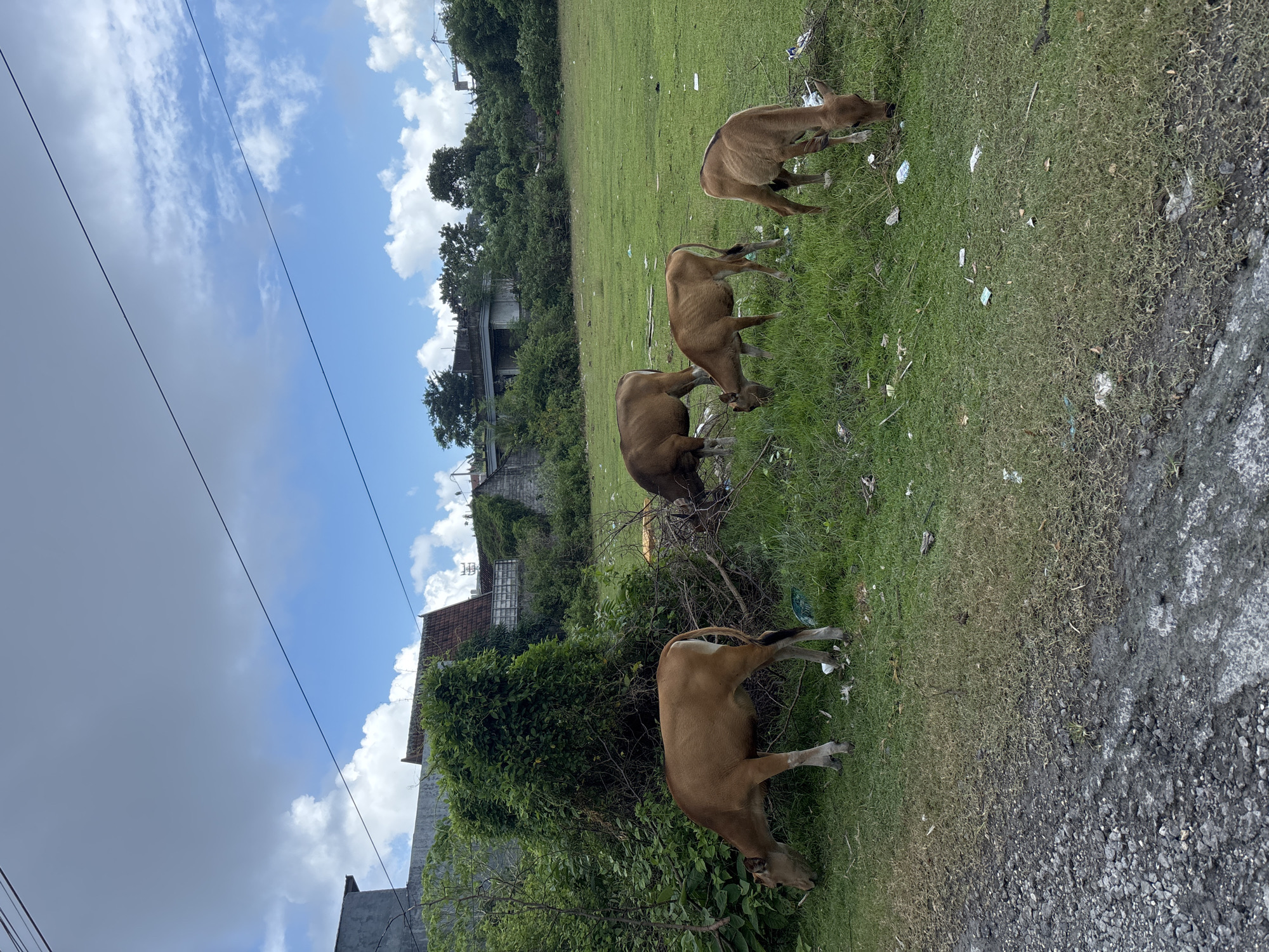 The image shows four light brown cows grazing on a grassy field next to a paved road. The sky is visible and predominantly blue with scattered white clouds. In the background, there are buildings, trees, and other vegetation indicating an urban or semi-urban environment. The location is Ungasan, Indonesia. The grass the cows are grazing on is littered with scattered trash. The cows appear to be interacting with each other as they graze.