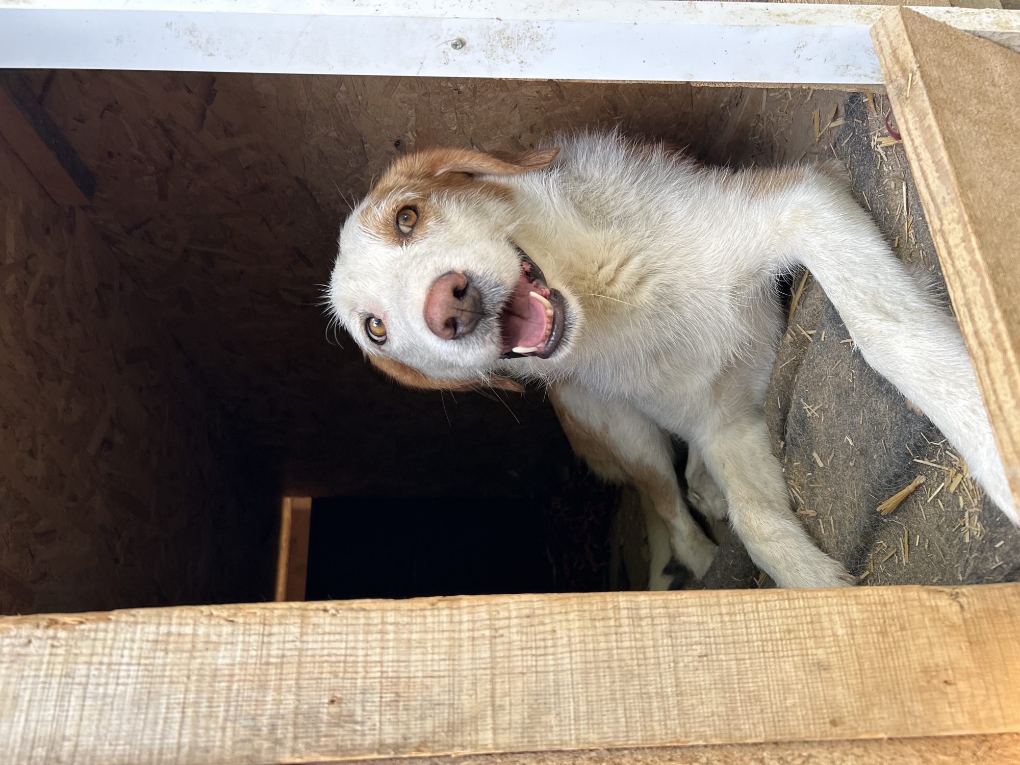 A medium shot captures a dog lying down inside a wooden doghouse. The dog, predominantly white with brown markings on its head and ears, has its mouth open and appears to be panting or smiling. Its amber eyes are wide open and looking directly at the camera. The doghouse is constructed from rough-hewn wood and plywood, with straw and dirt visible on the floor. The scene is set in Polenitsa, Bulgaria.