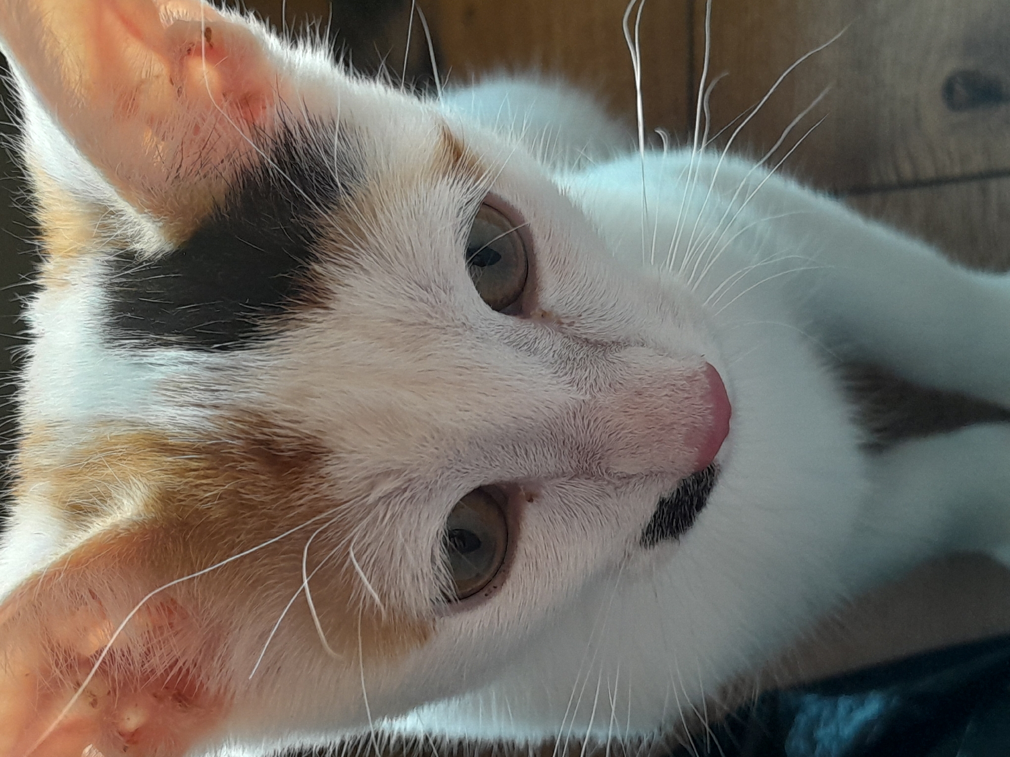 This is a close-up, portrait-oriented photograph of a calico kitten's face. The kitten is looking downwards and slightly to the right of the camera. The kitten has white fur with patches of black and orange on its head. Its eyes are a light brown color. The kitten's nose is pink, and it has black markings on its chin and around its nose. Several long, white whiskers extend from its muzzle. The background is blurred, showing a wooden surface and a dark, textured object on the left side. The photograph appears to have been taken indoors. There is no discernible location within the city of Subotica, Serbia.