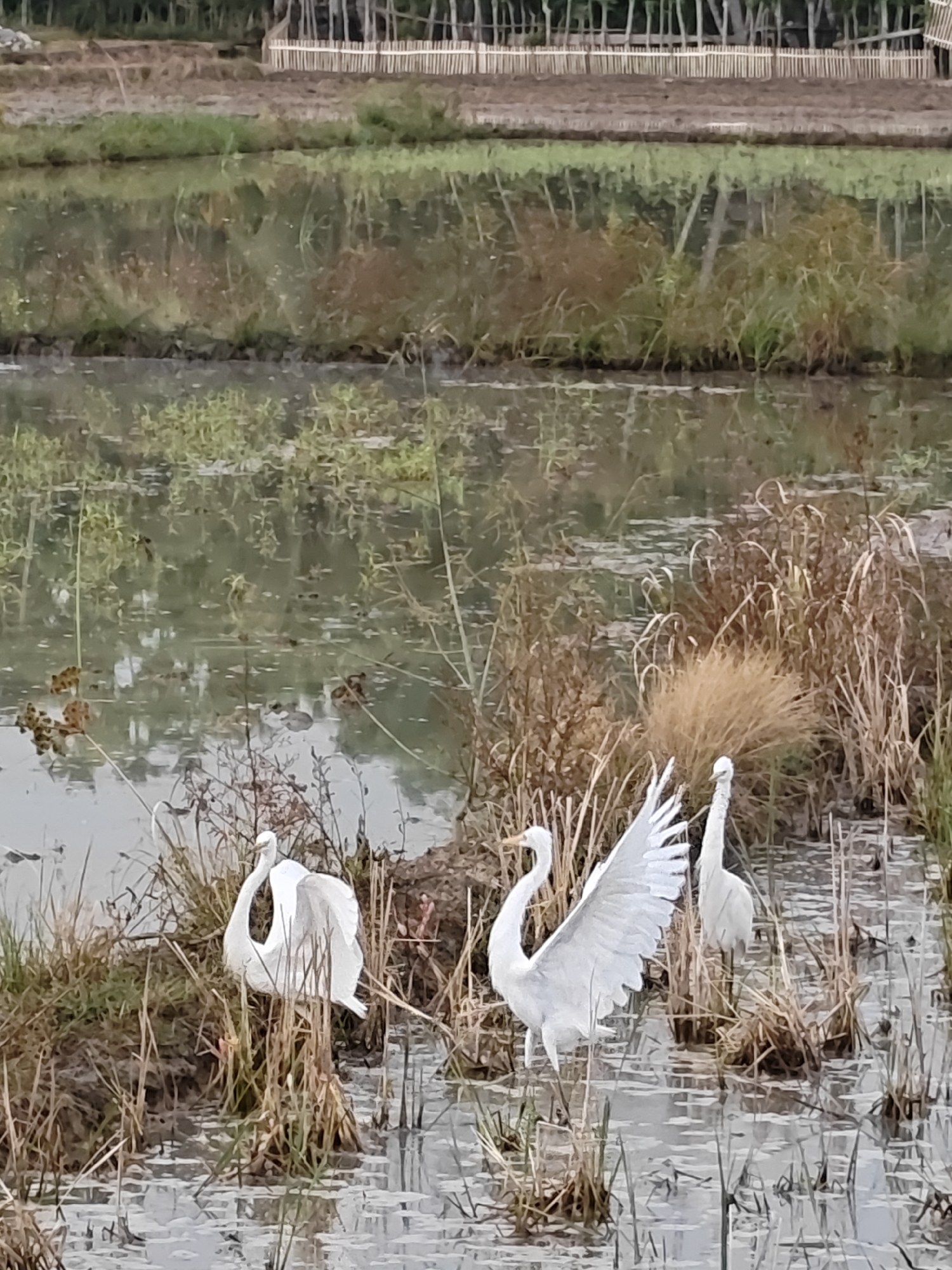 In the wetlands of Meunasahalue, Indonesia, three great egrets stand in shallow water amongst dry reeds and patches of green grass. The egrets are all white, with one in the foreground displaying its wings, appearing to be in motion. The water reflects the overcast sky and the surrounding vegetation. In the background, a wooden fence runs horizontally, separating the wetlands from a cultivated field. The overall scene depicts a natural wetland environment with wildlife.