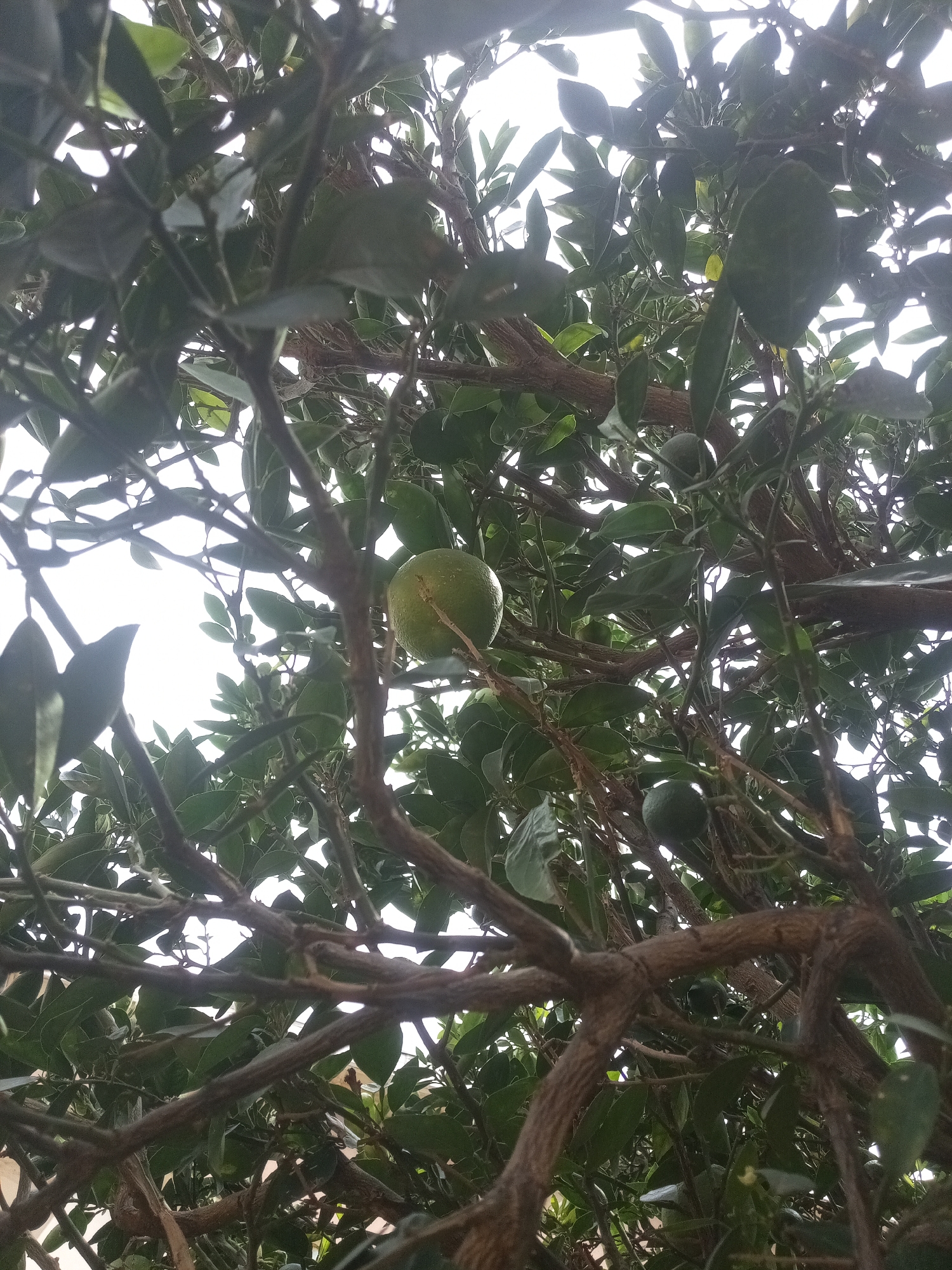 A low-angle, medium shot captures an orange tree from below, with its branches and leaves filling the frame against a bright sky. A single, unripe green orange is visible in the upper center of the image. The tree's branches are gnarled and brown, with dense green foliage surrounding them. The scene is set in Rafin Par, Nigeria.